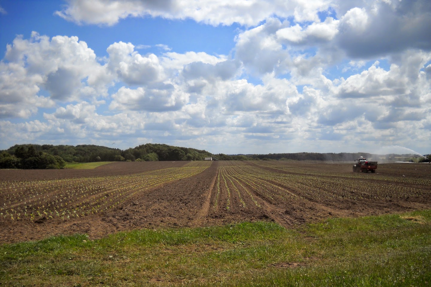 Grøntsagsmark