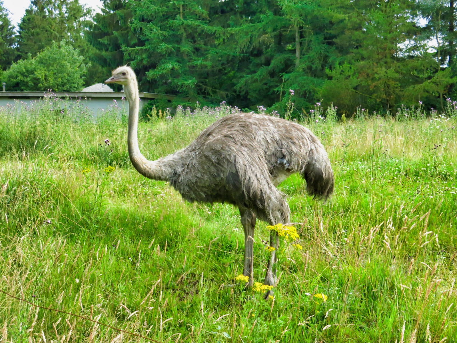 Emu