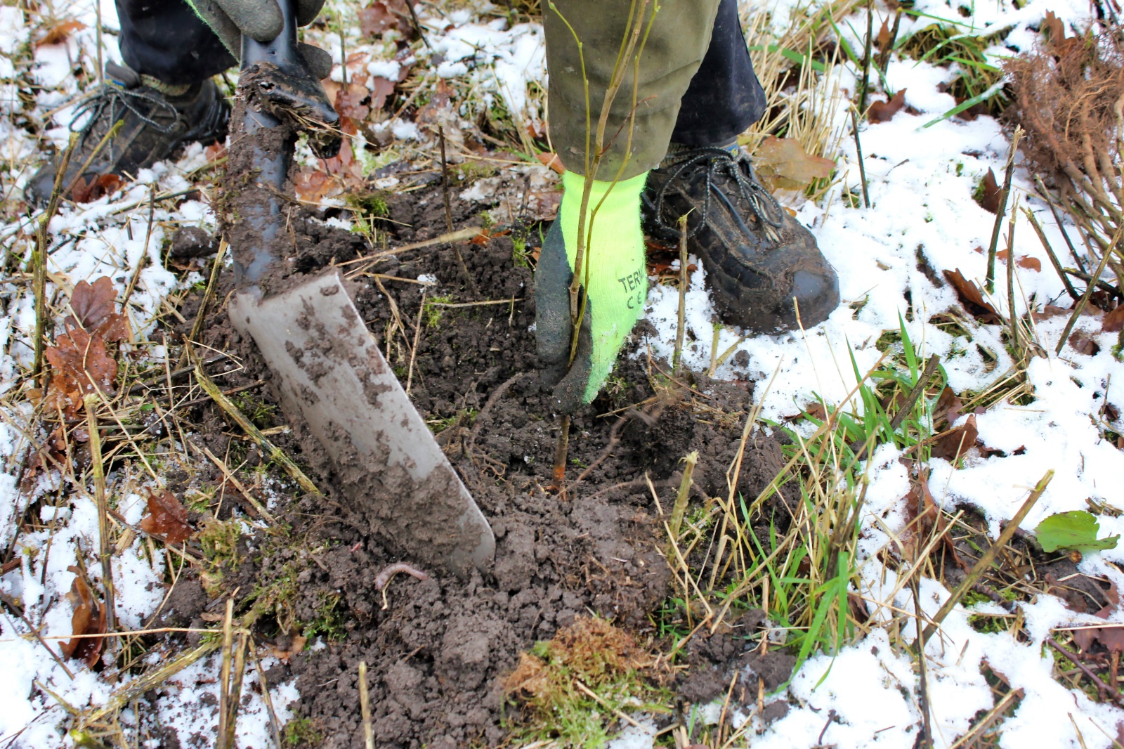 23. november - plantning