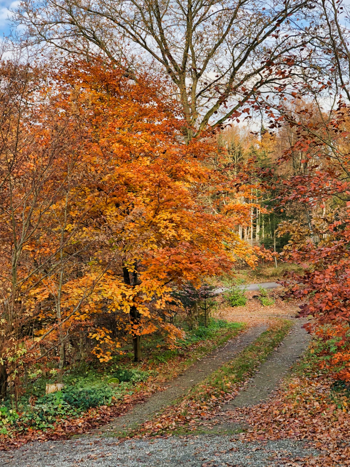 Efterårsfarver
