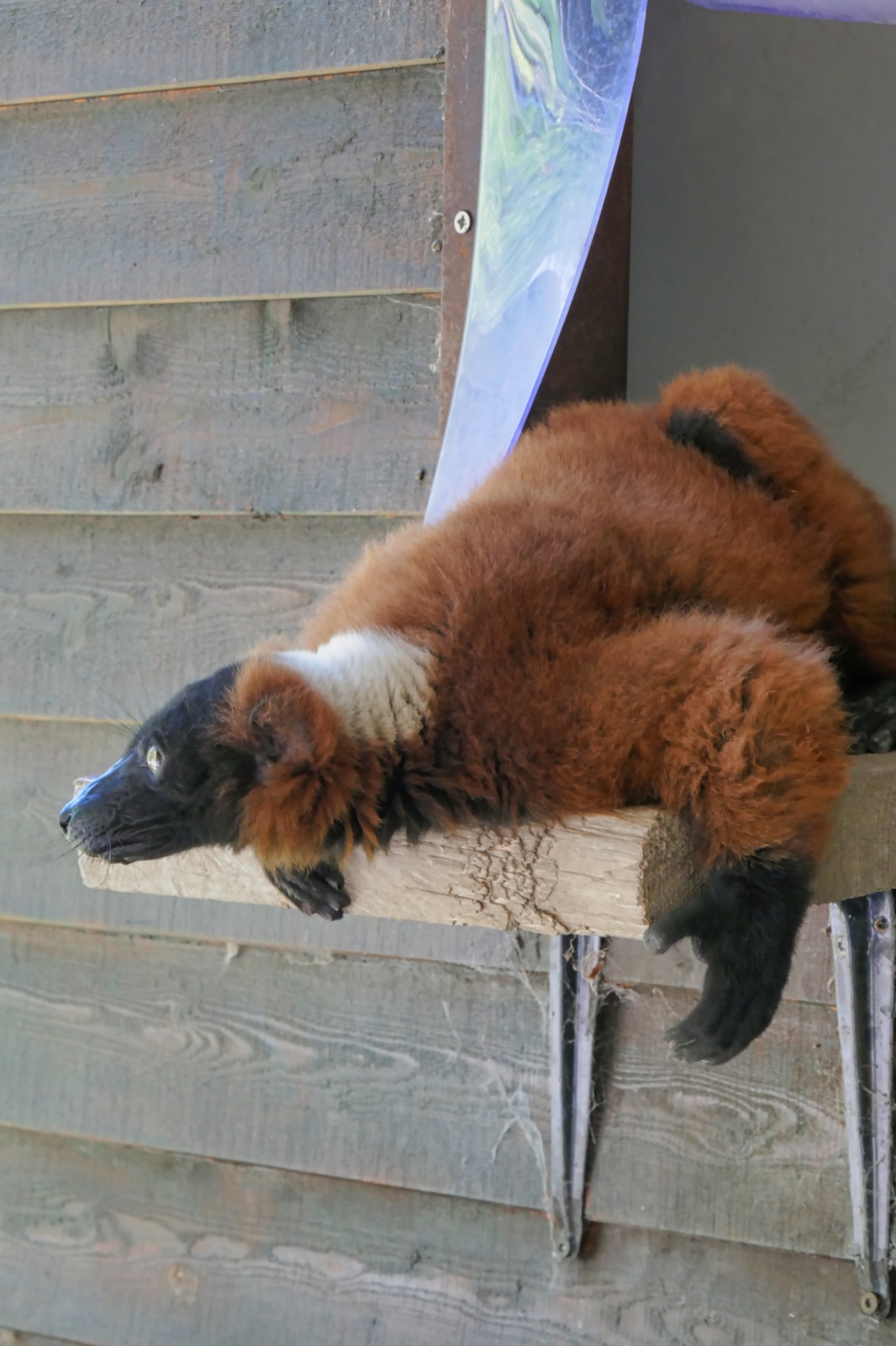 Ree Dyrepark 27. juli 2018