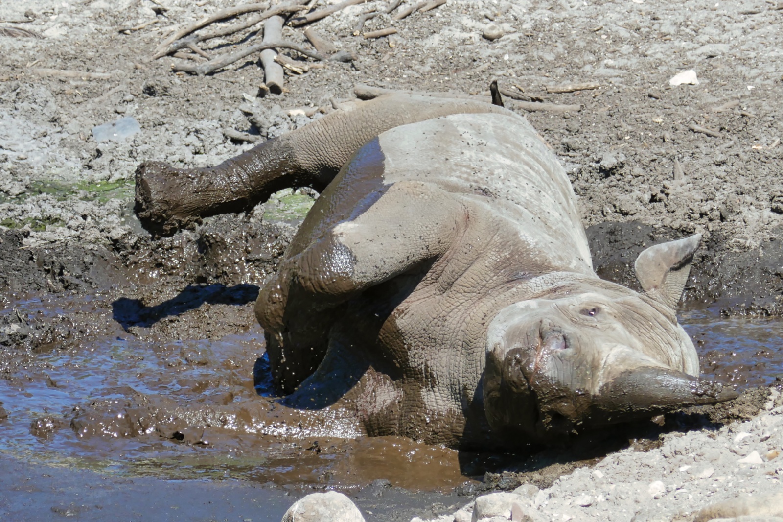 Ree Dyrepark 27. juli 2018