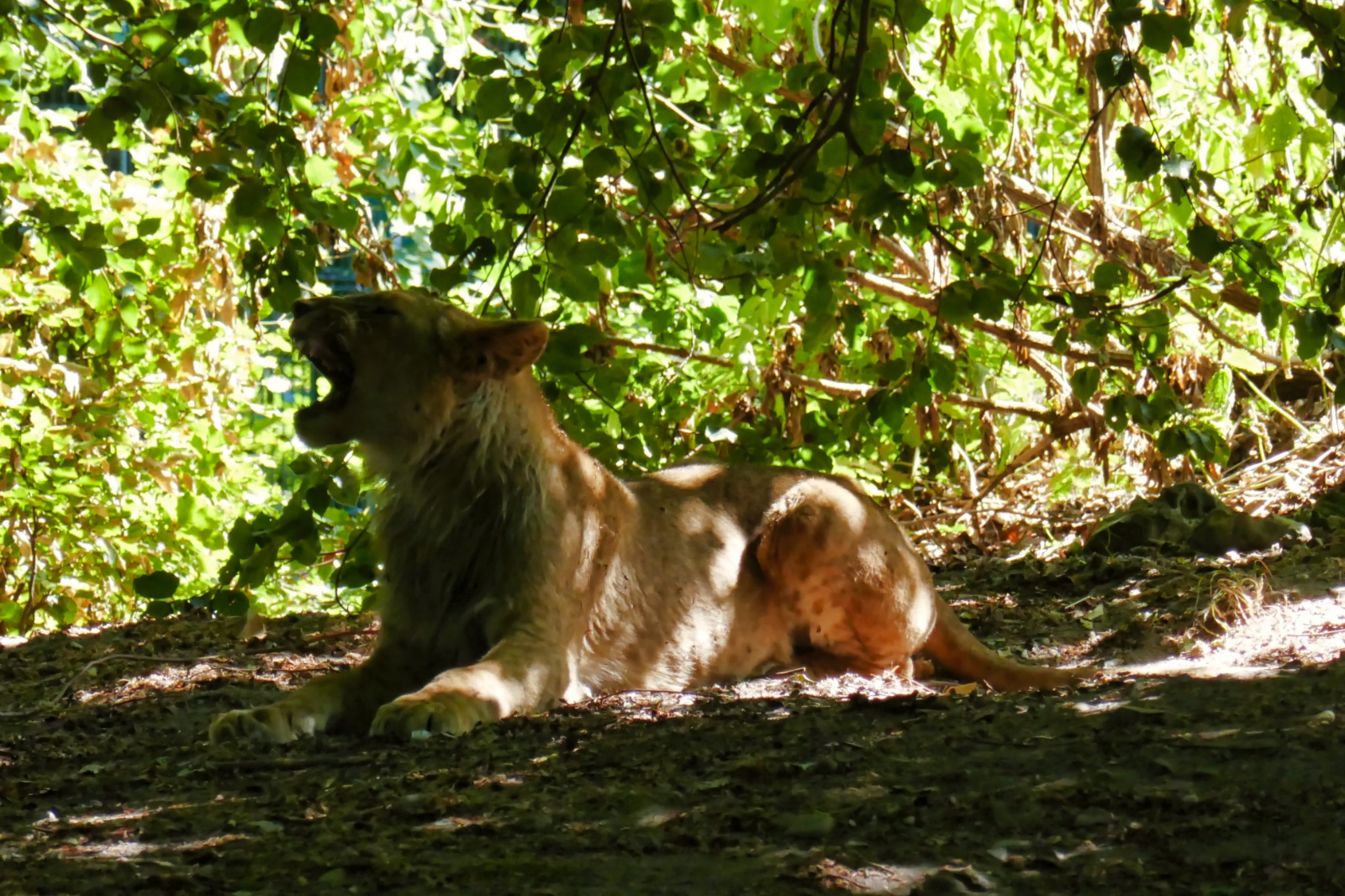 Ree Dyrepark 27. juli 2018