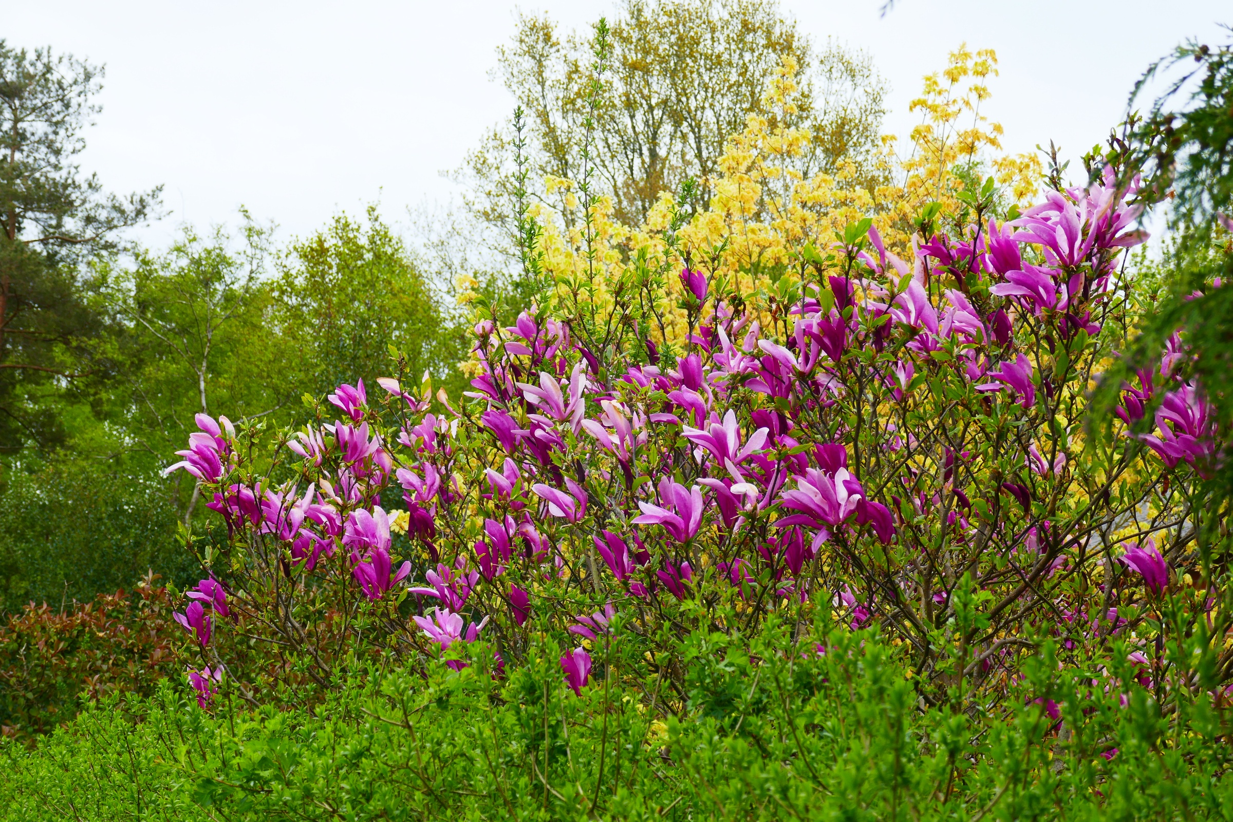Tulipantræ