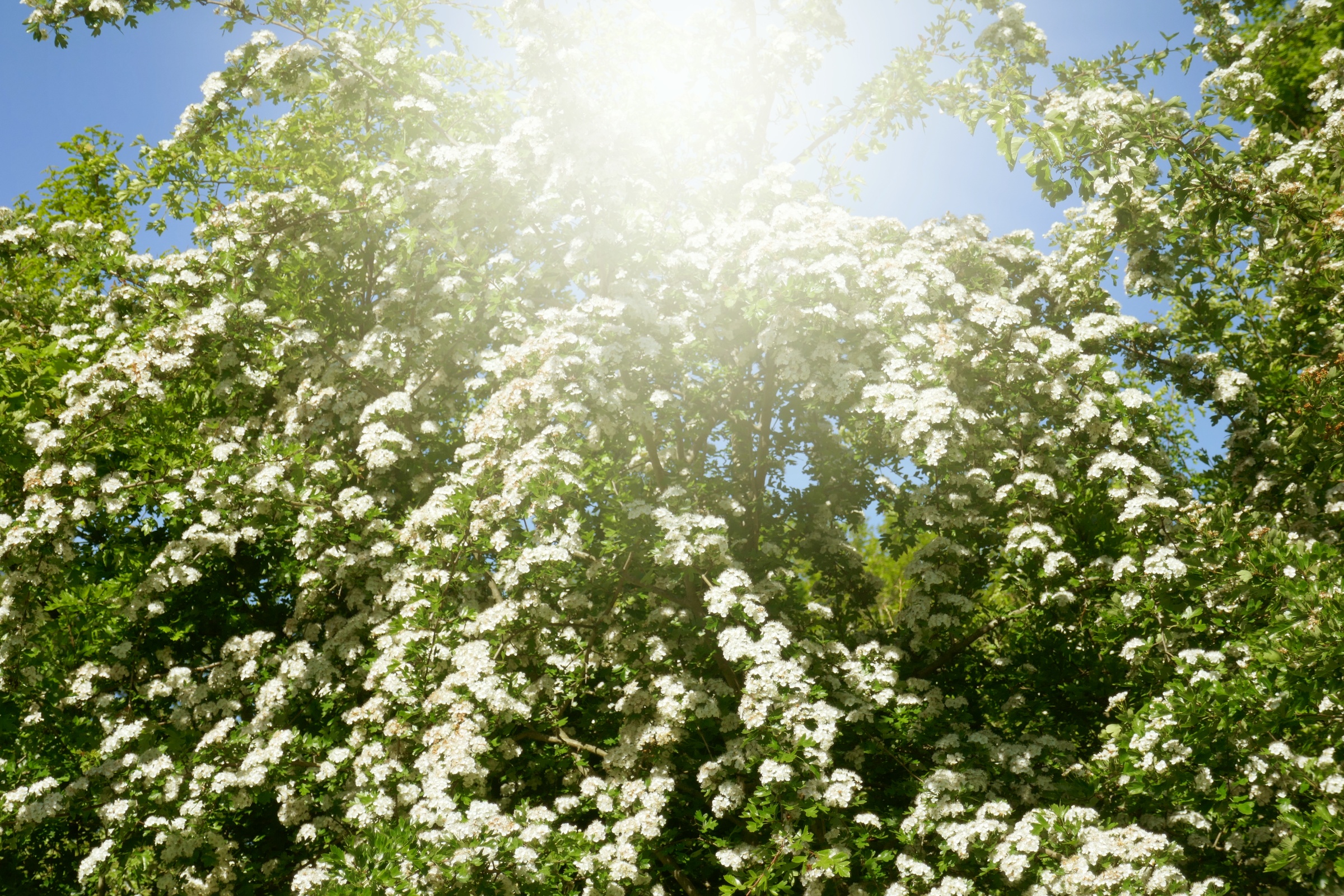 Hvidtjørn