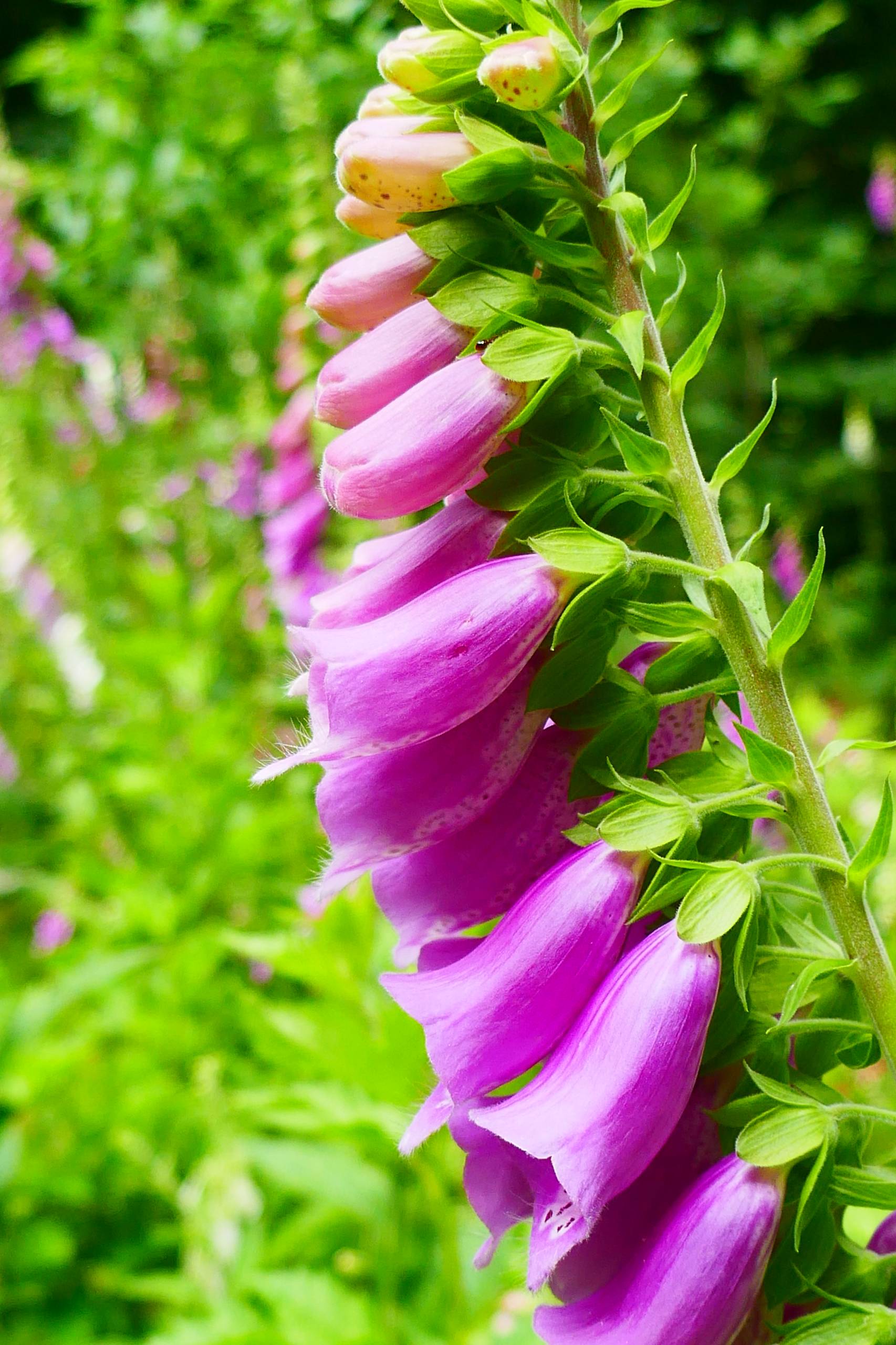 Digitalis