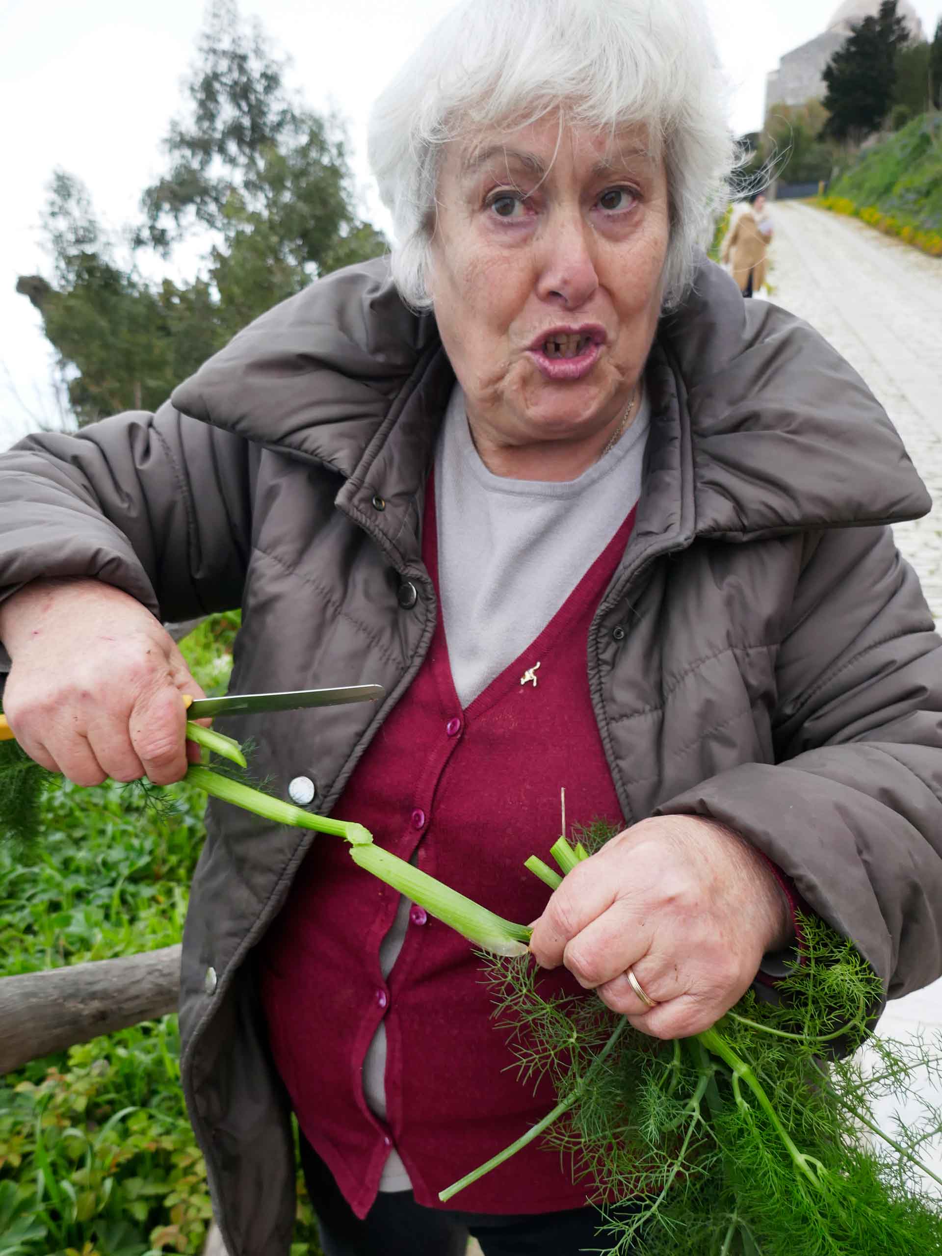 Krydderurter