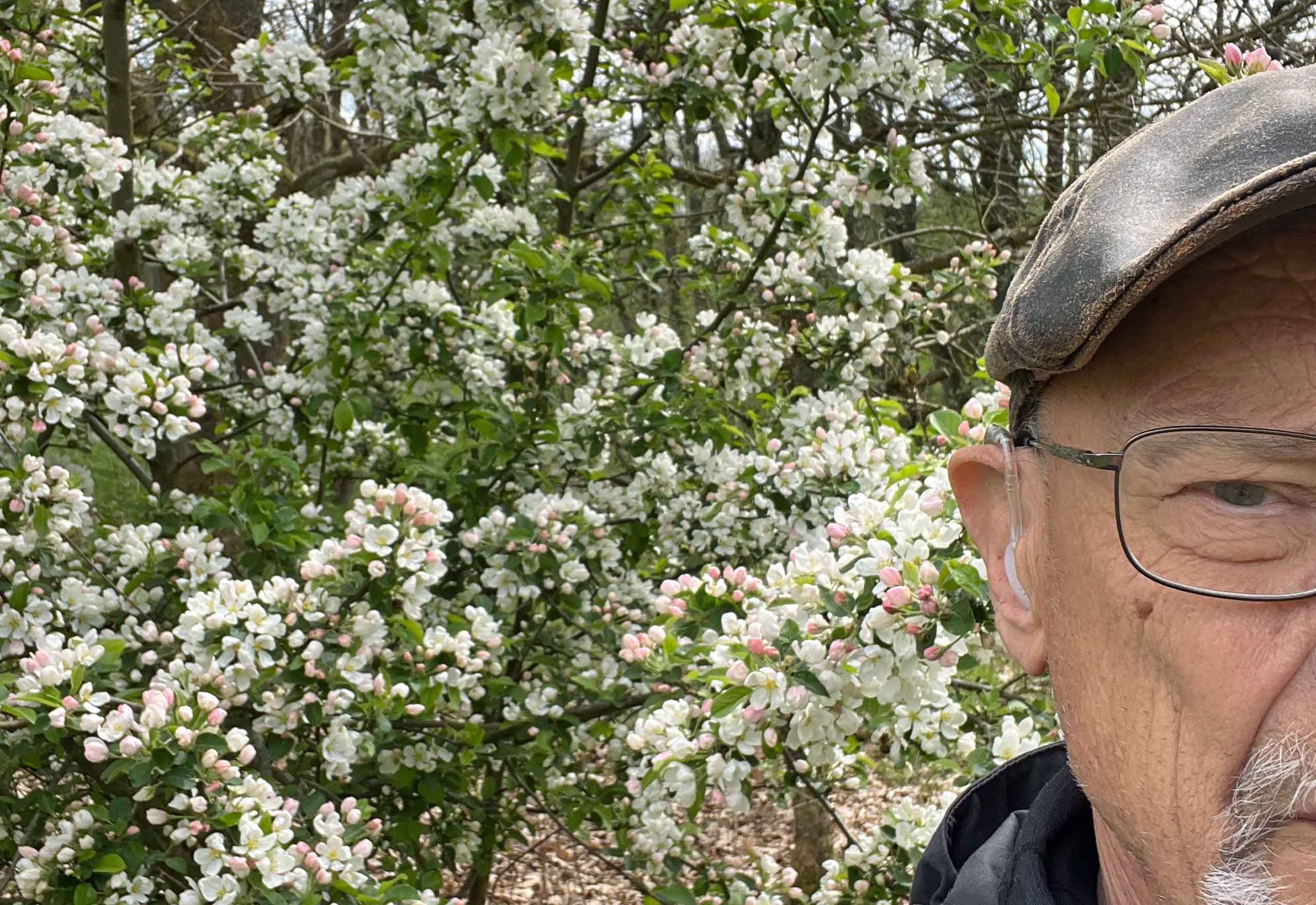 Æbletræerne blomstrer