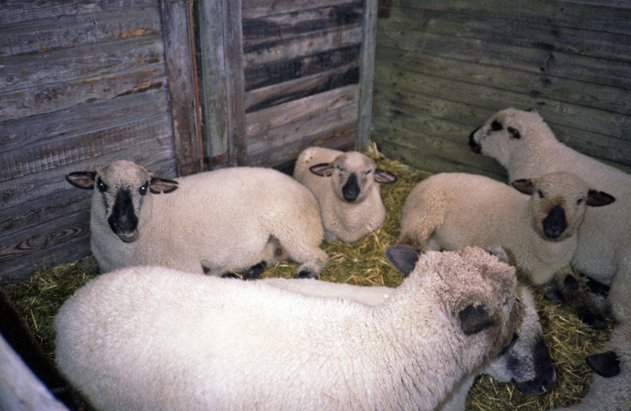 Får