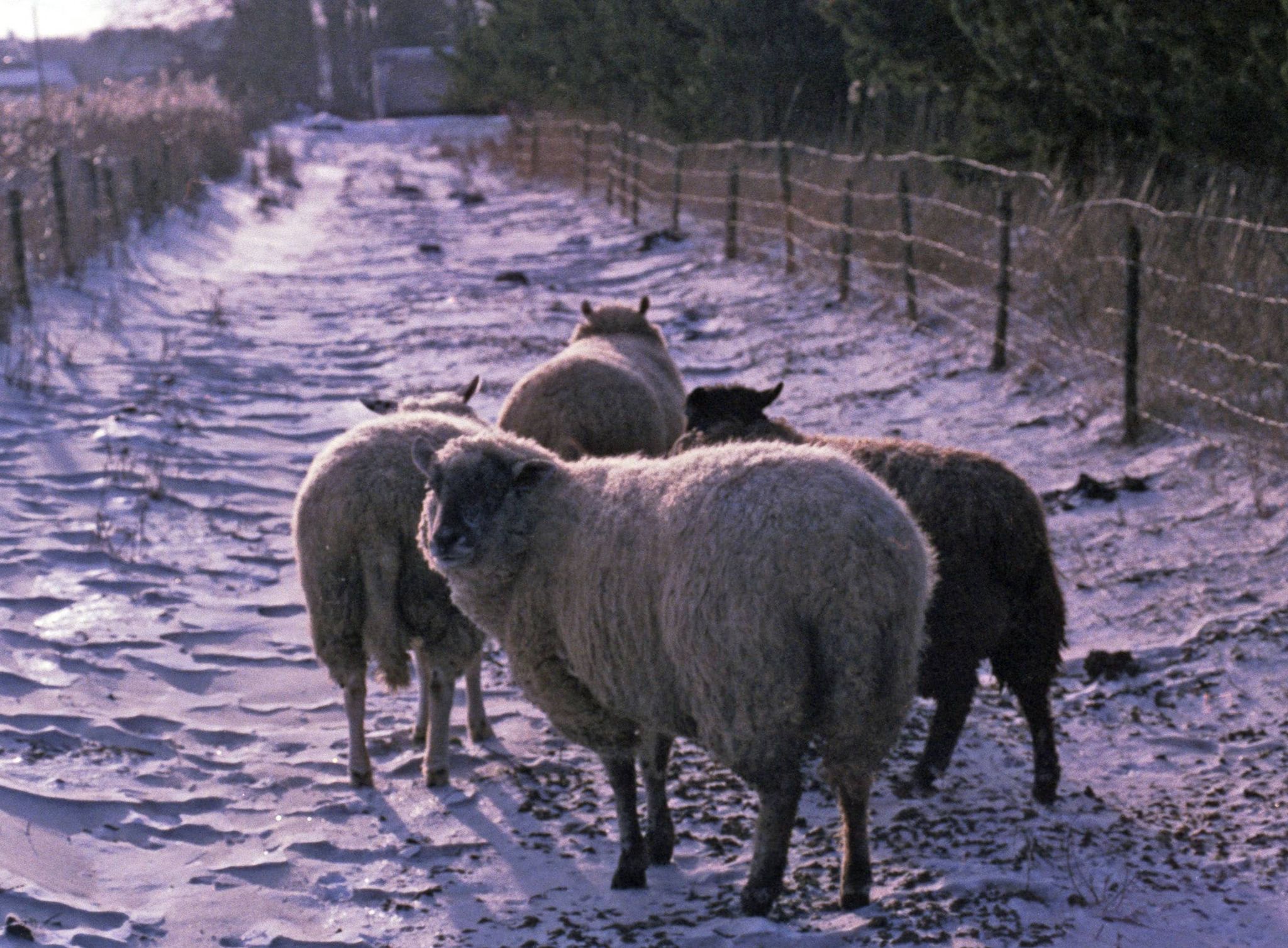 Får
