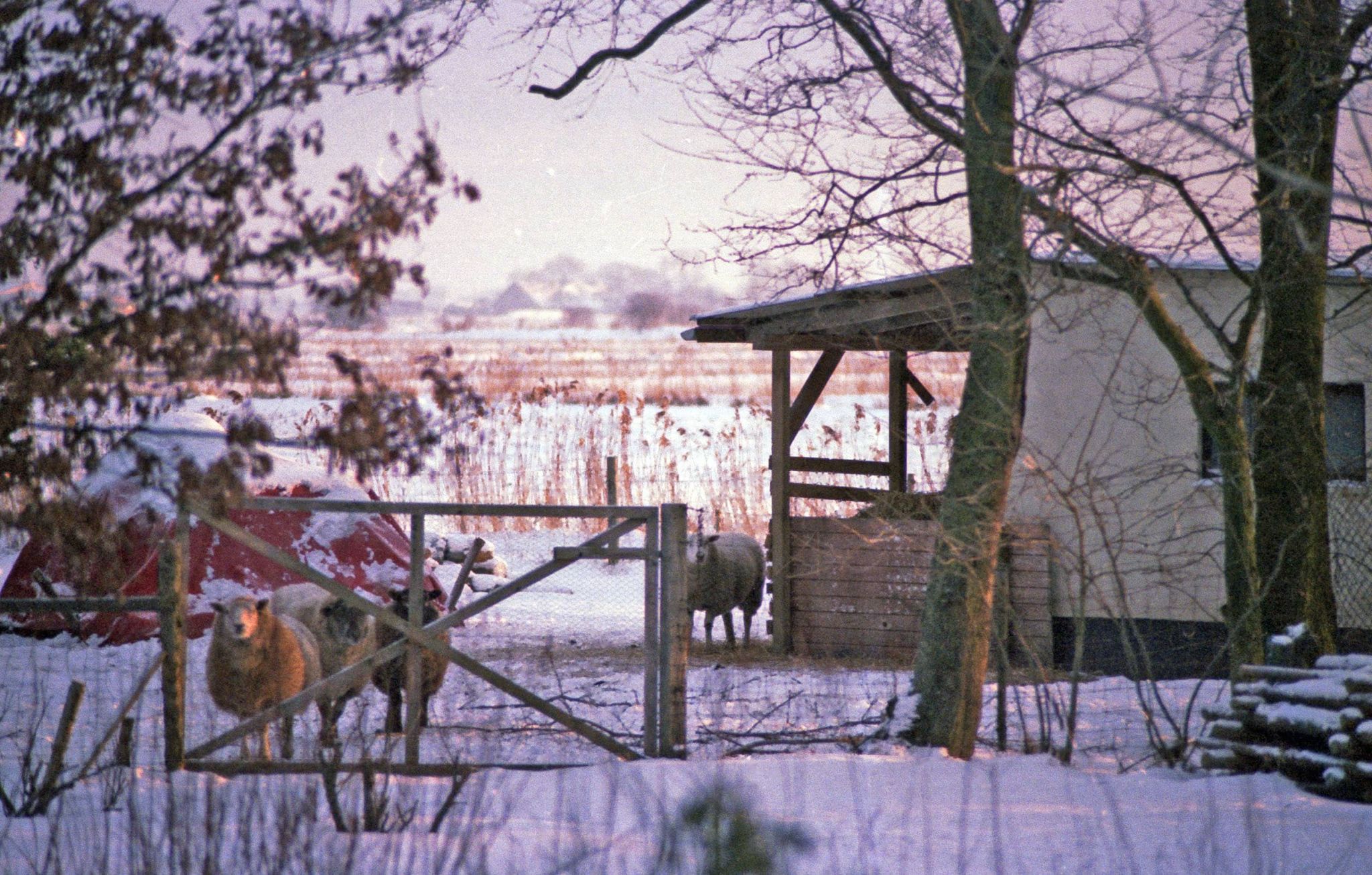 Fårehus