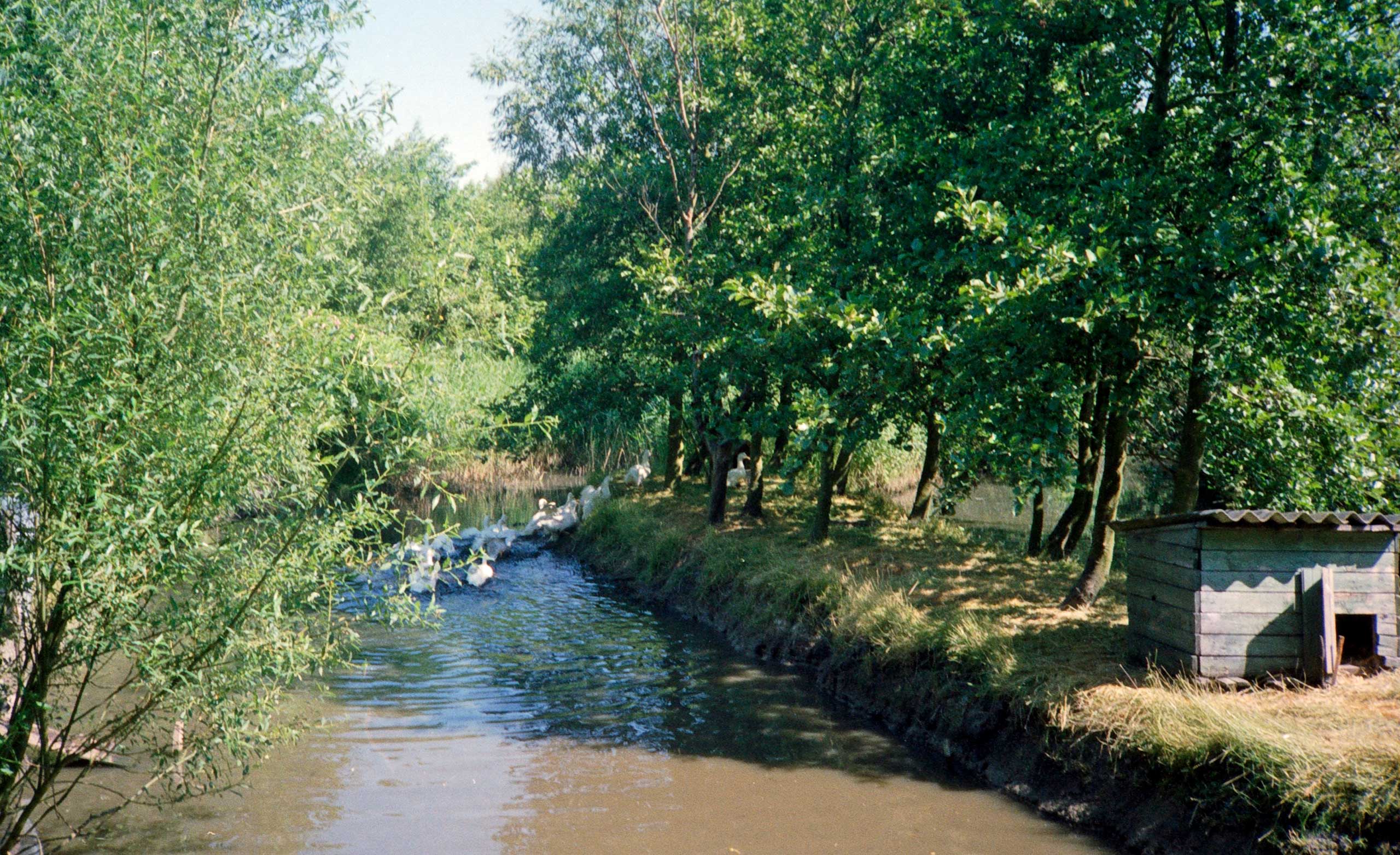 Vores sø med ænder og gæs