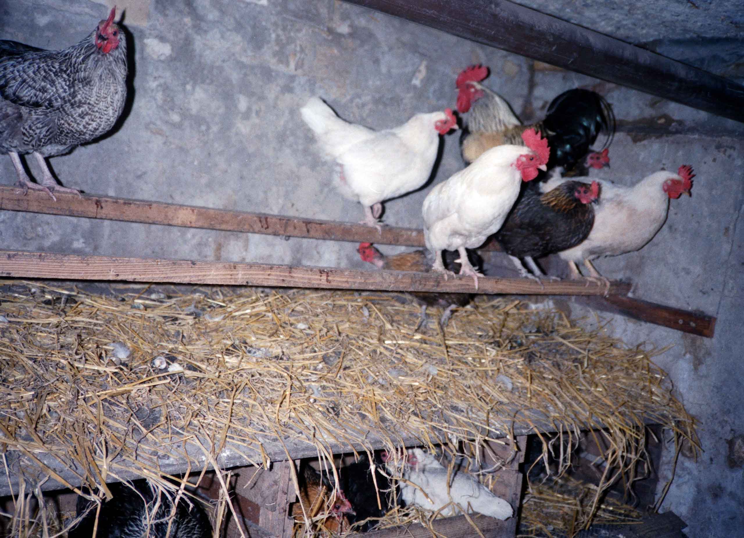 Hønsene