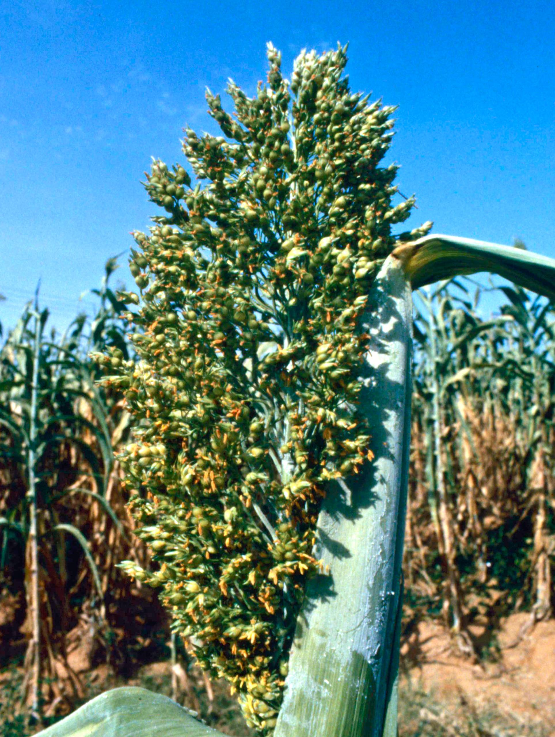 Sorghum
