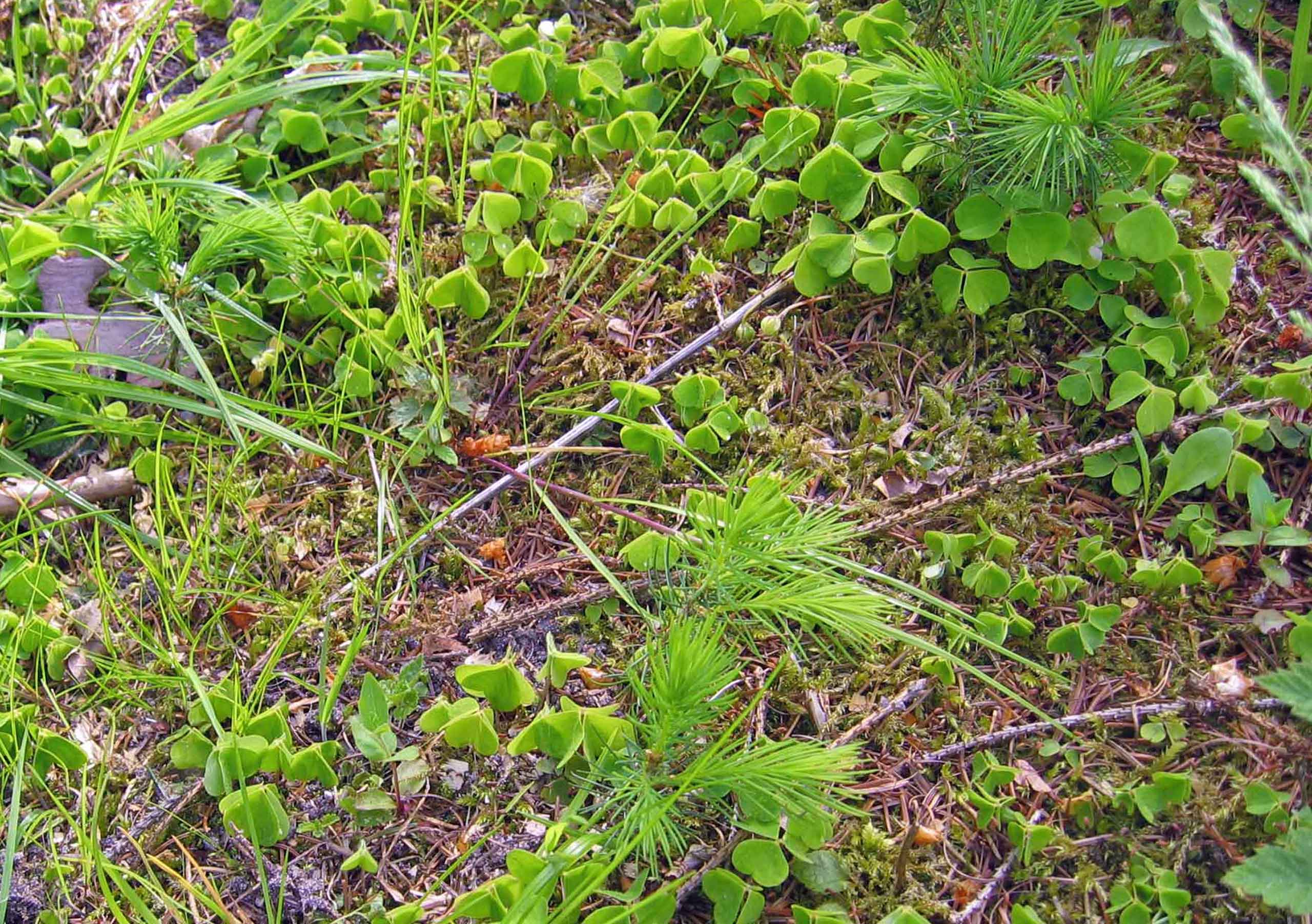 Selvsåede