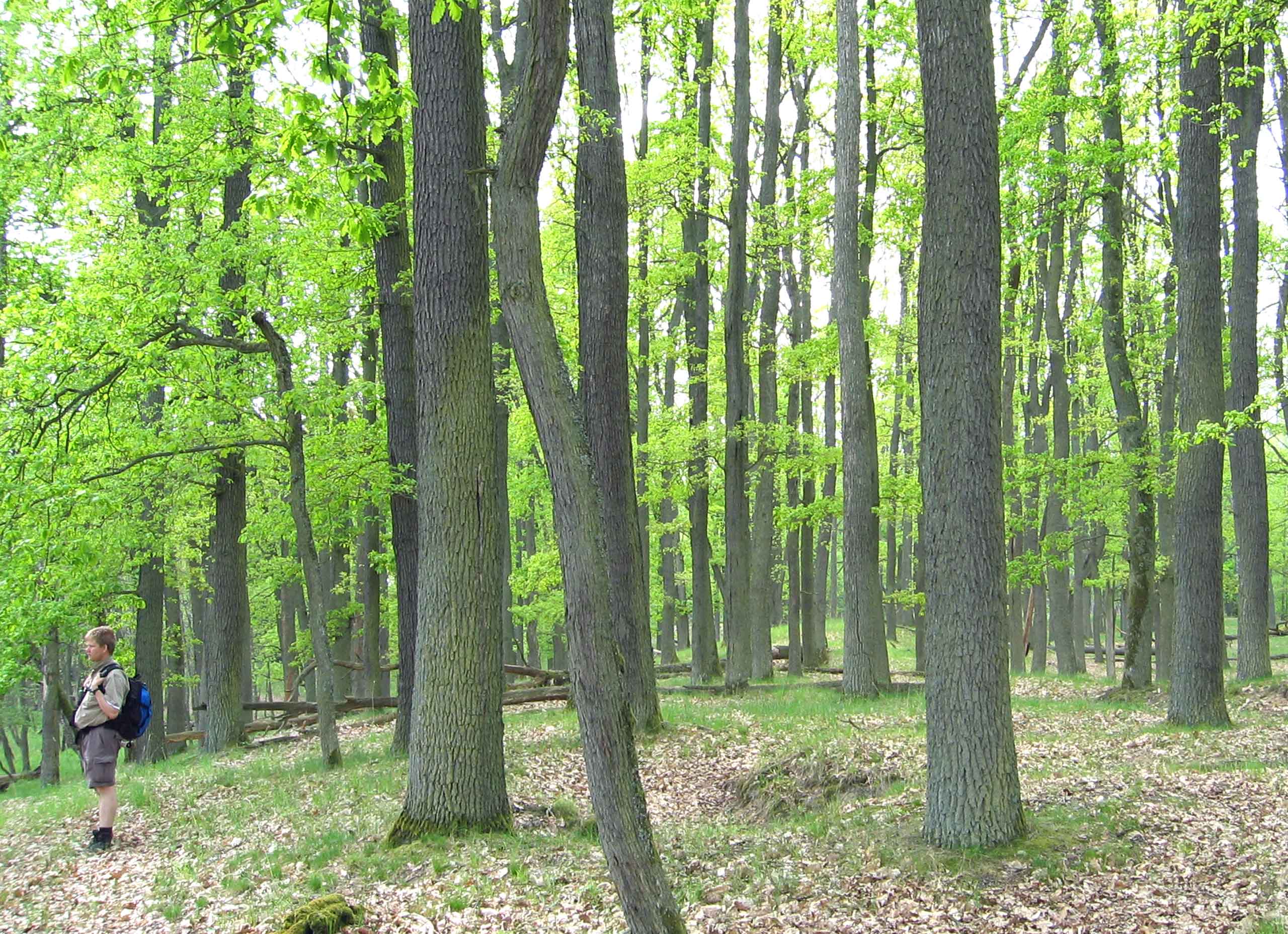 Bøgeskov