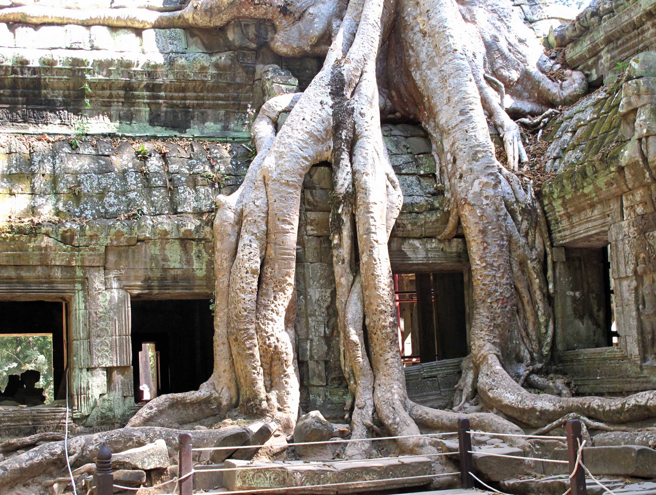 Angkor træer