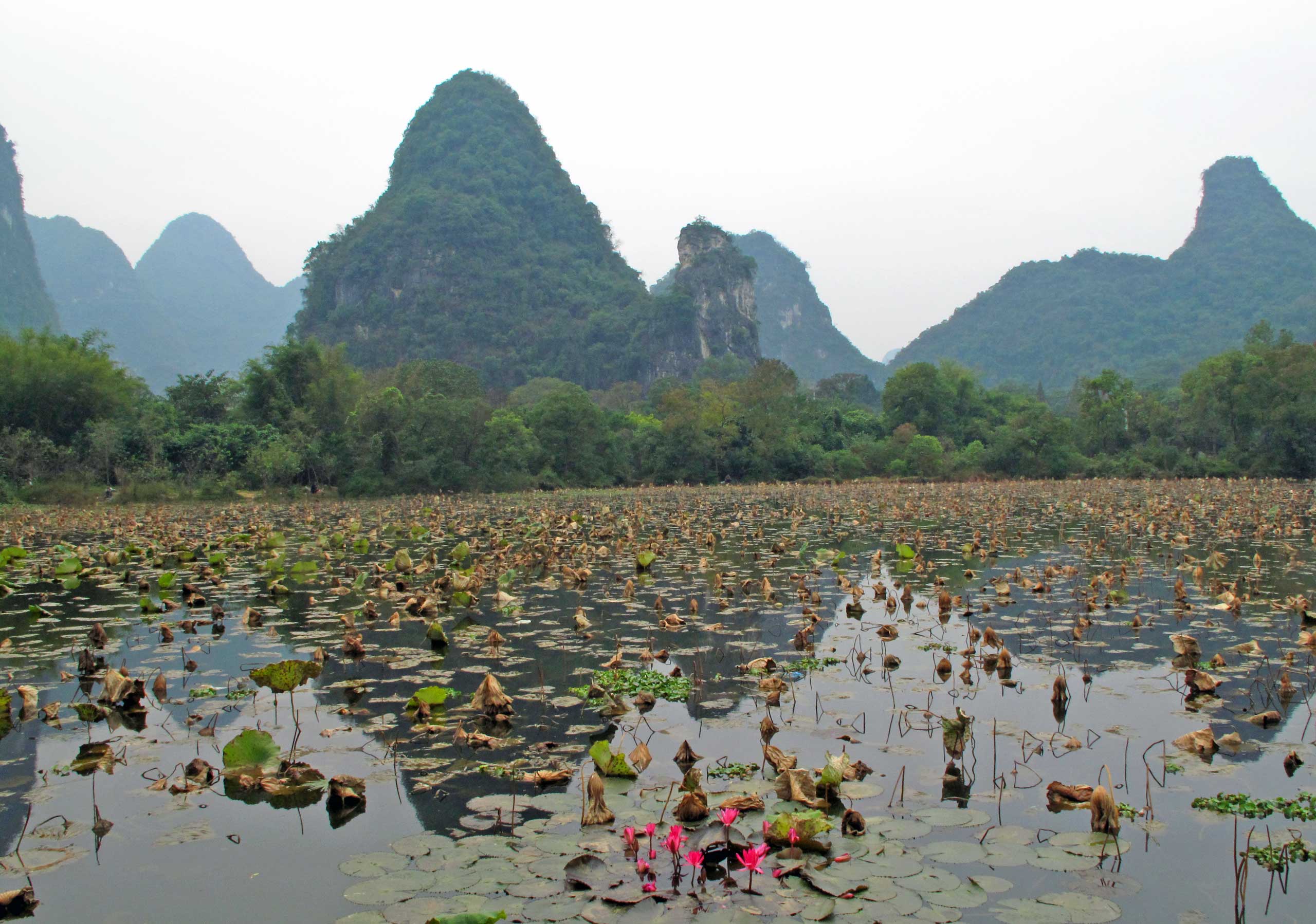 Lotus åen