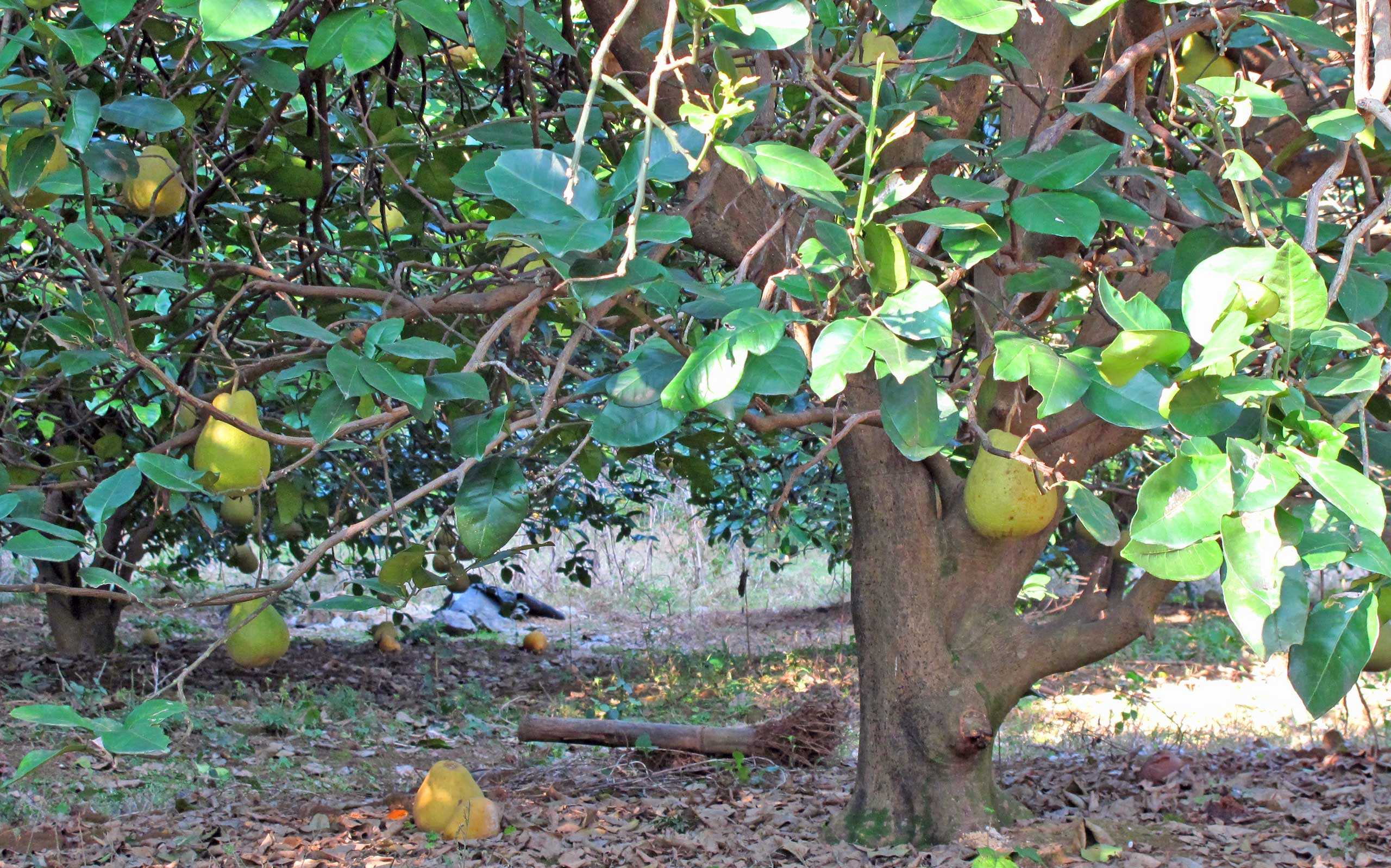 Pomelo