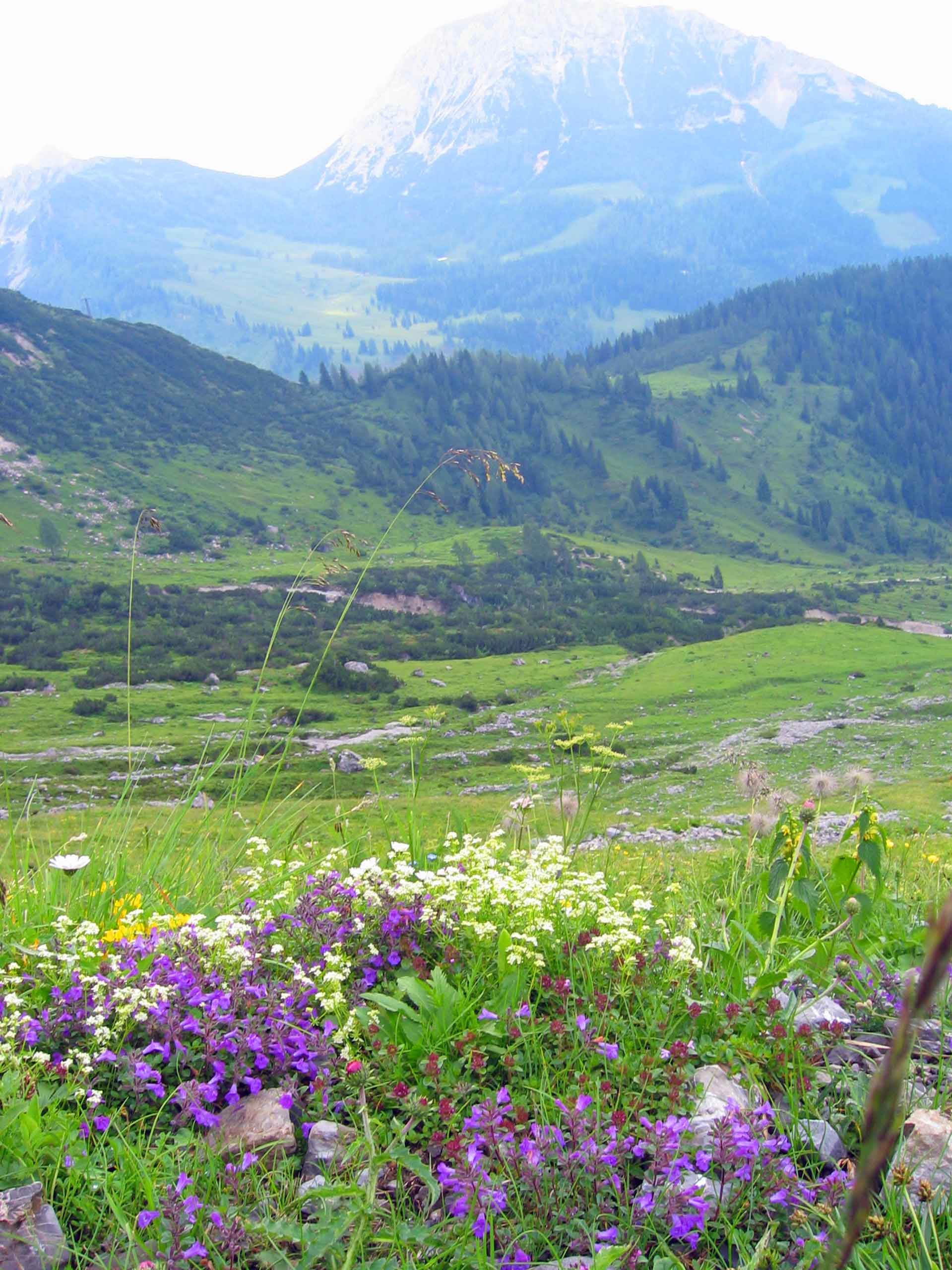 Alpe-blomster
