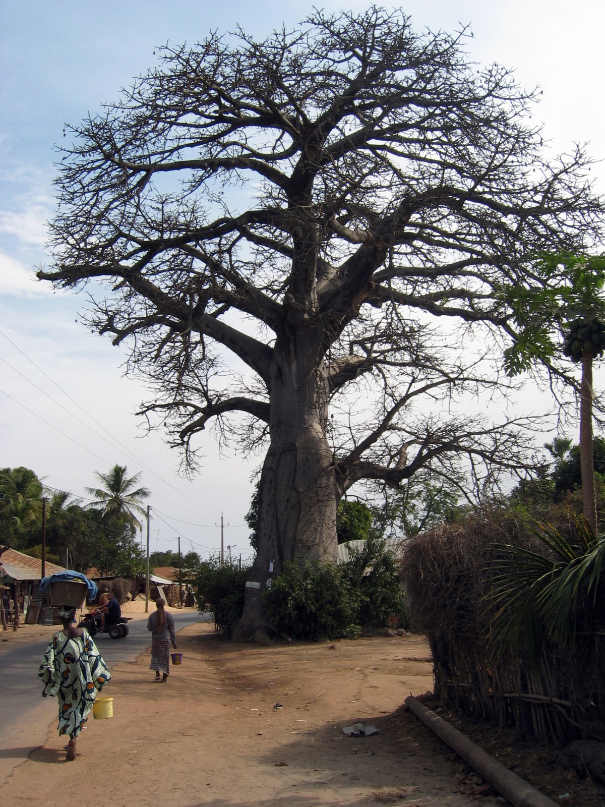 Baobab træ