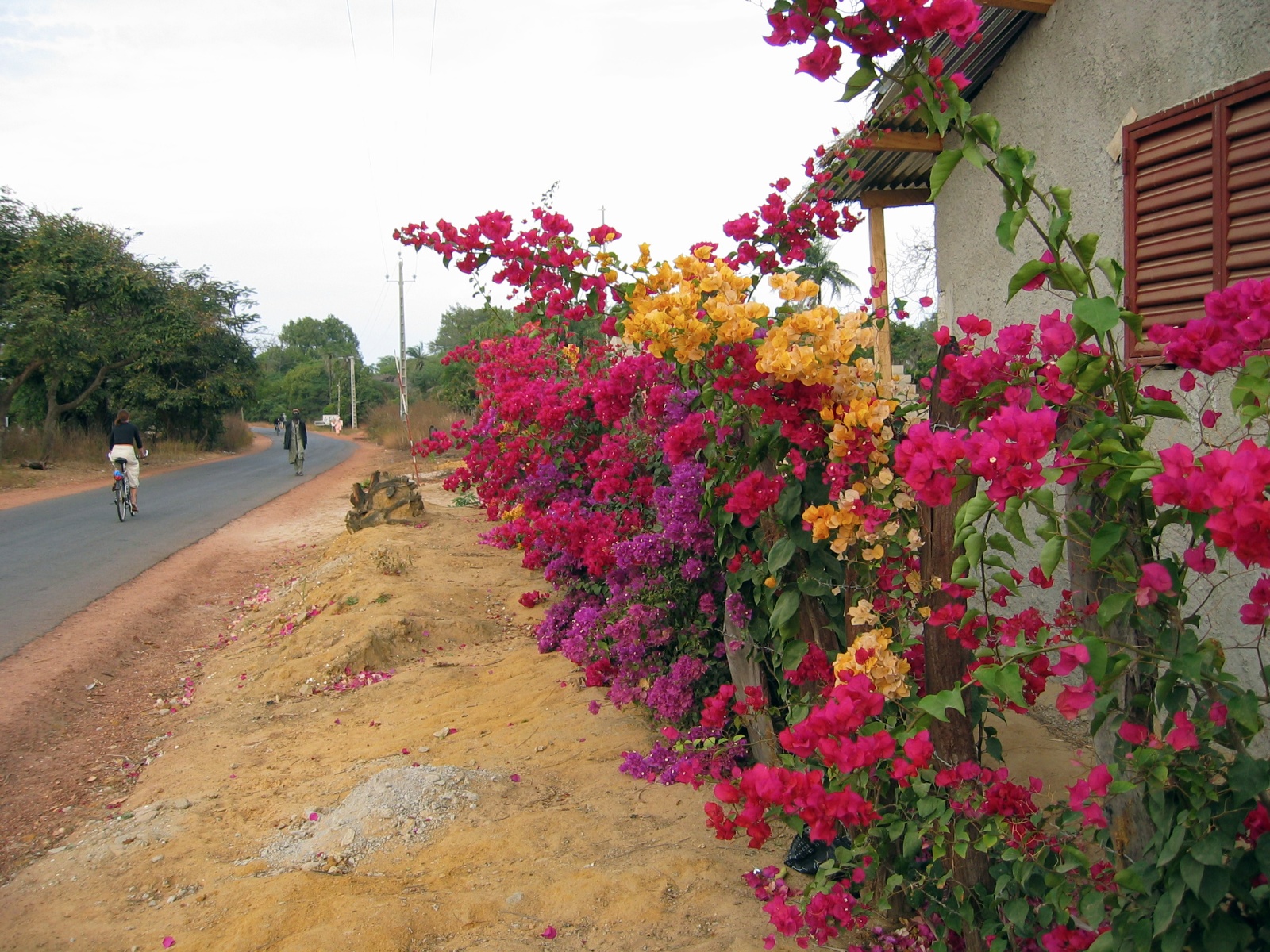 Blomster