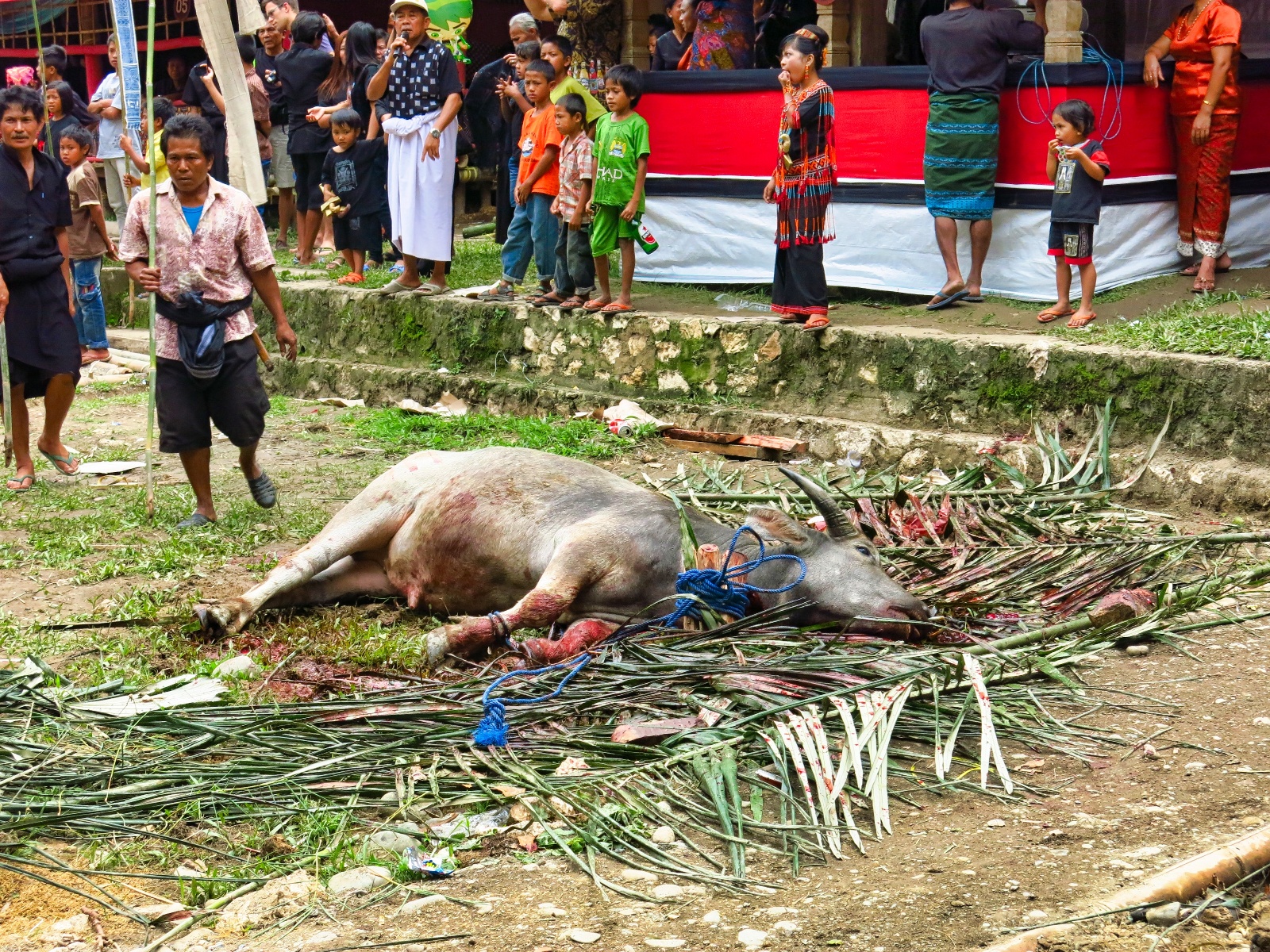 Tana Toraja - begravelses ritual