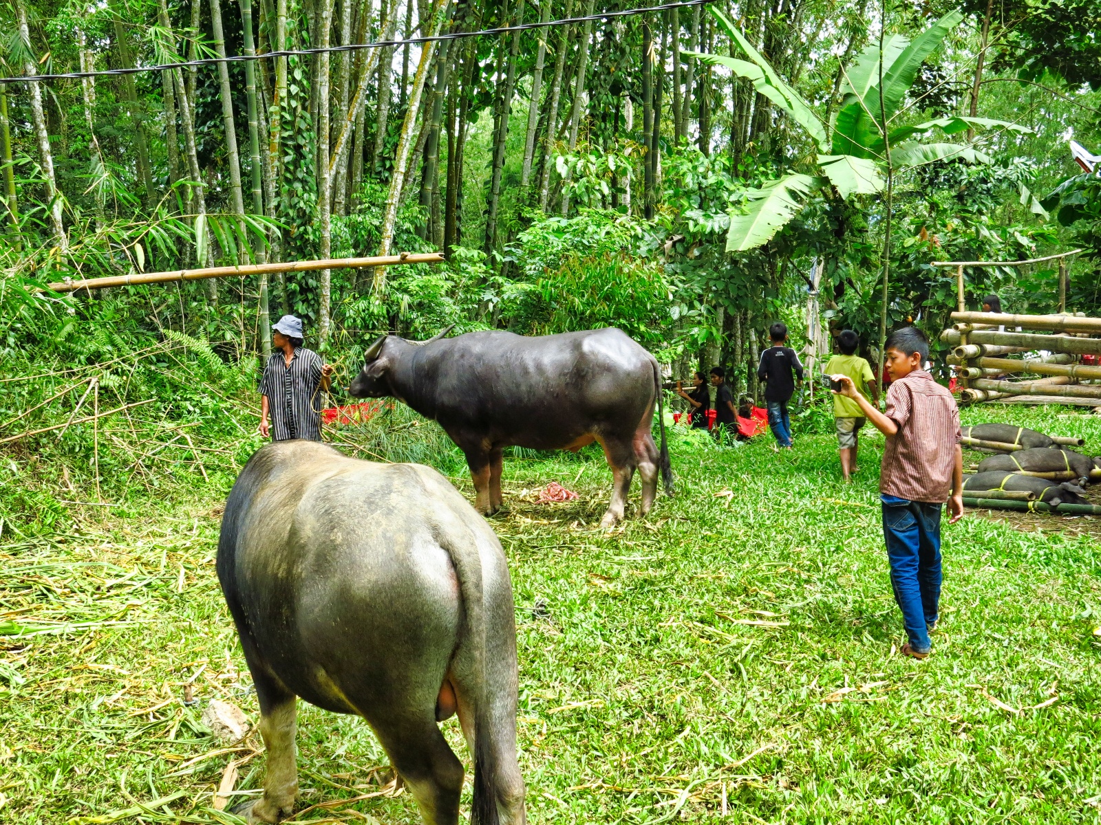 Tana Toraja - begravelses ritual