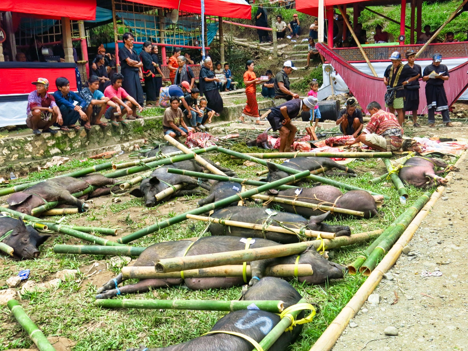 Tana Toraja - begravelses ritual