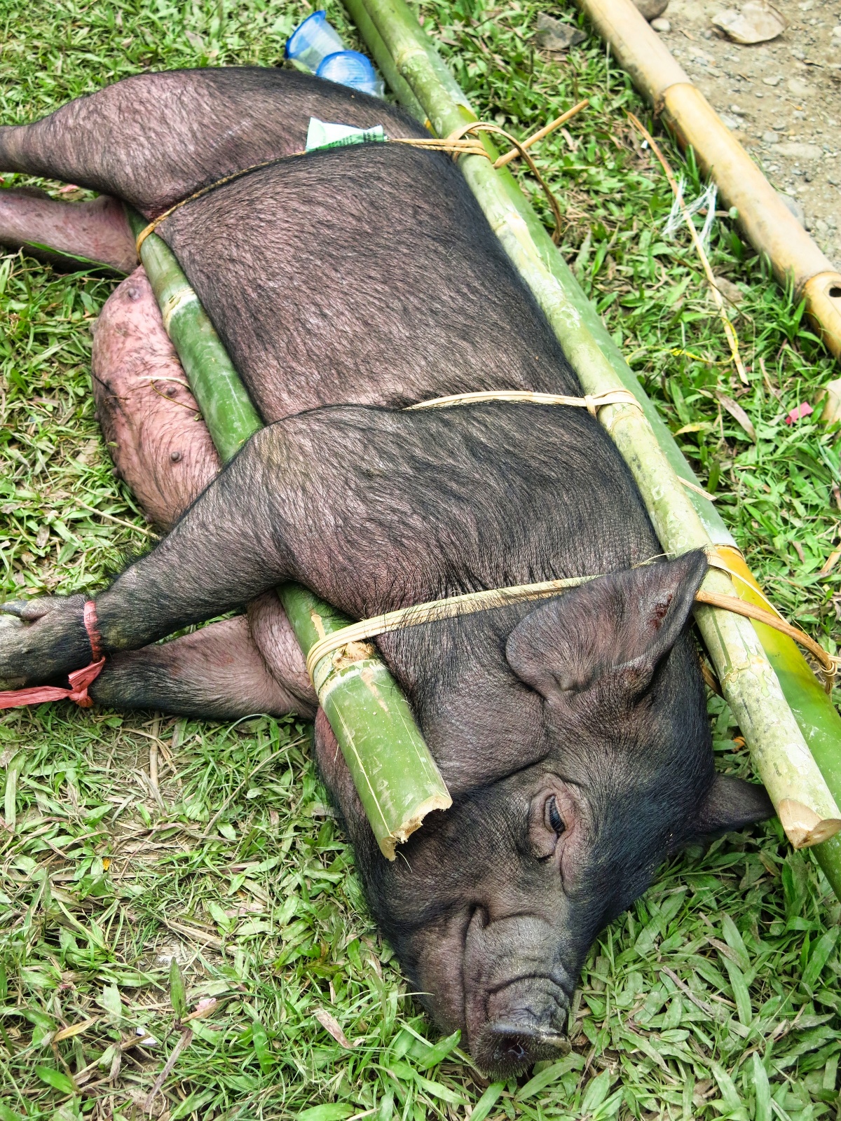 Tana Toraja - begravelses ritual
