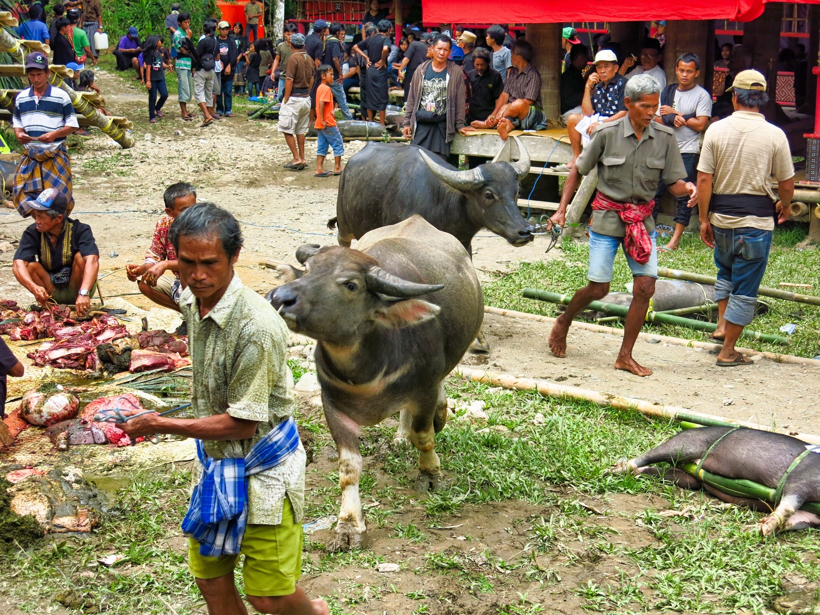 Tana Toraja - begravelses ritual