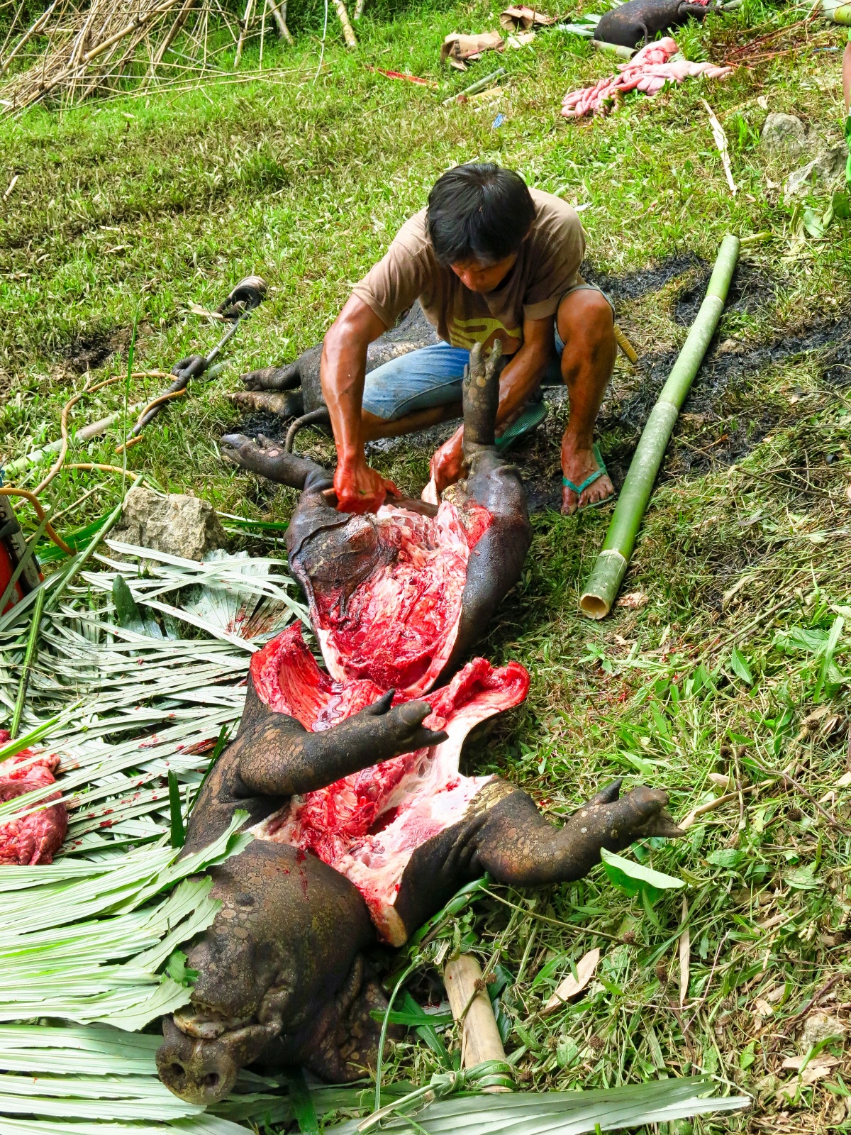 Tana Toraja - begravelses ritual