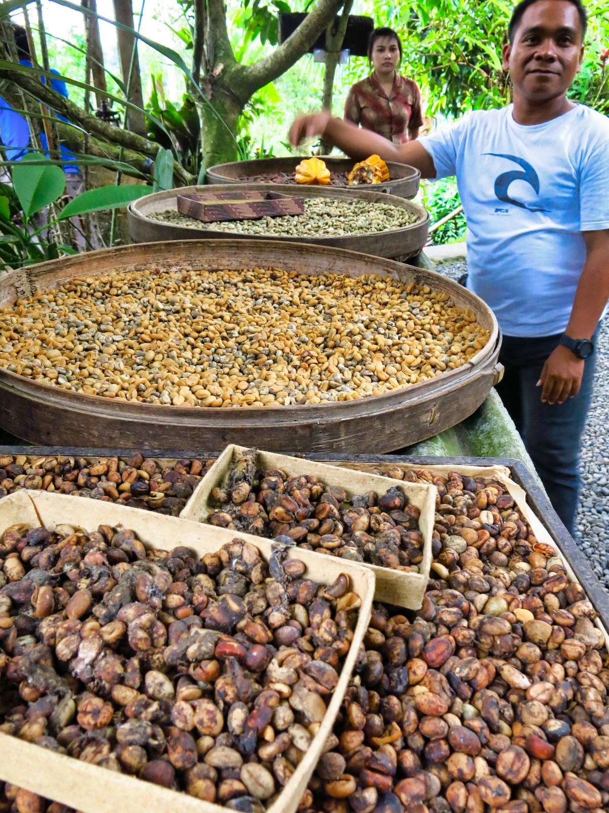 Kaffe plantage