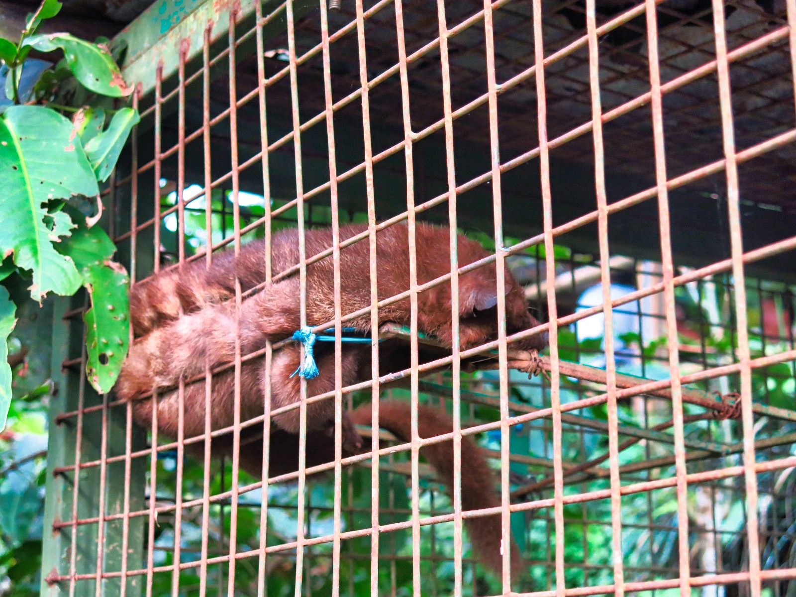 Luwak