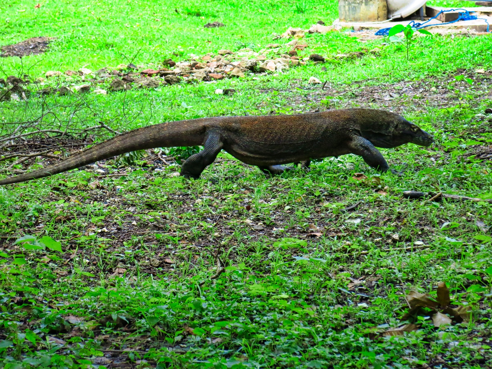 Komodo National Park