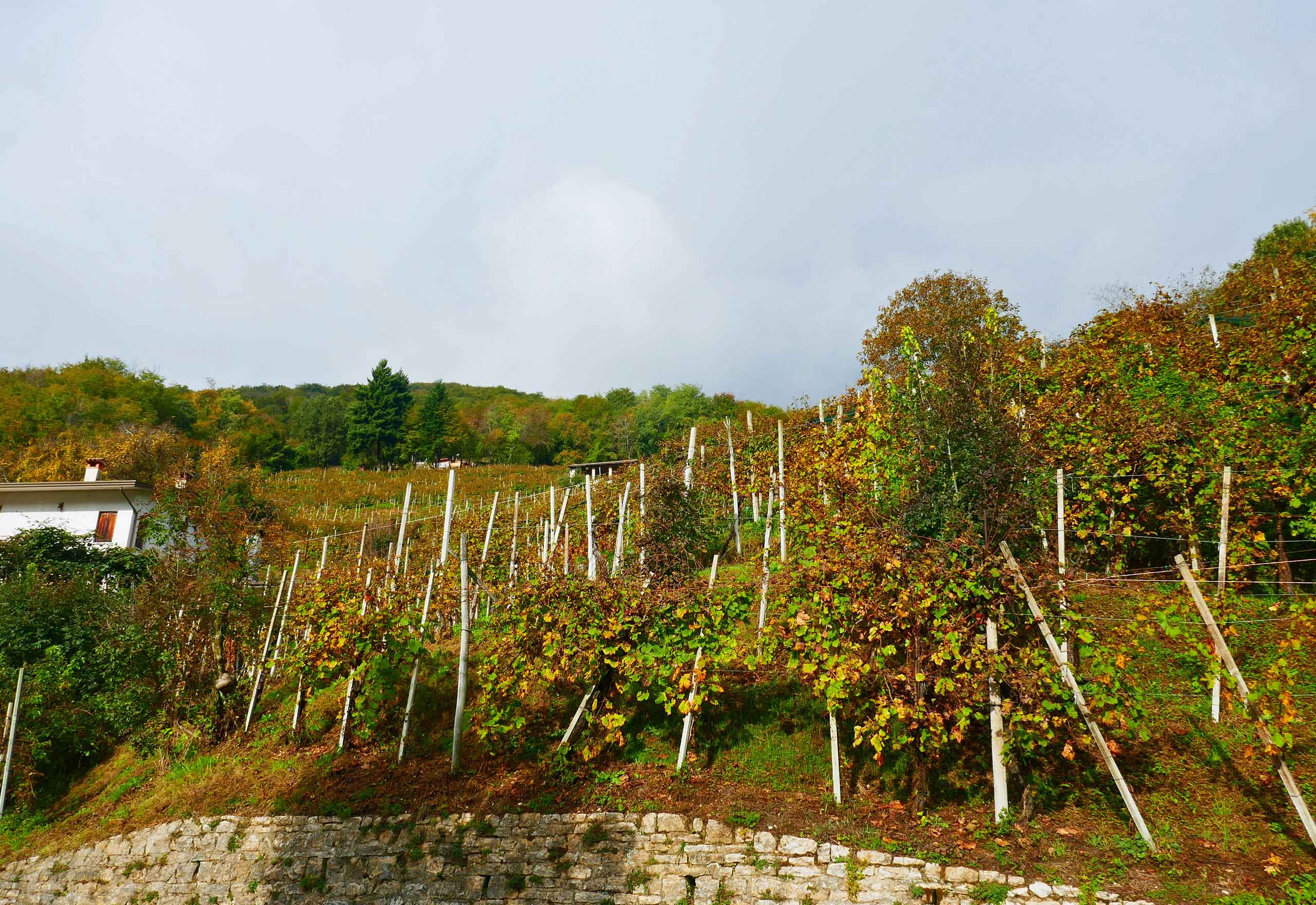 Vinmarker