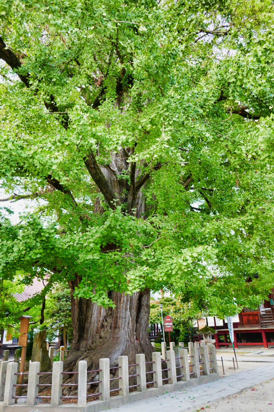 Ginkgo træ