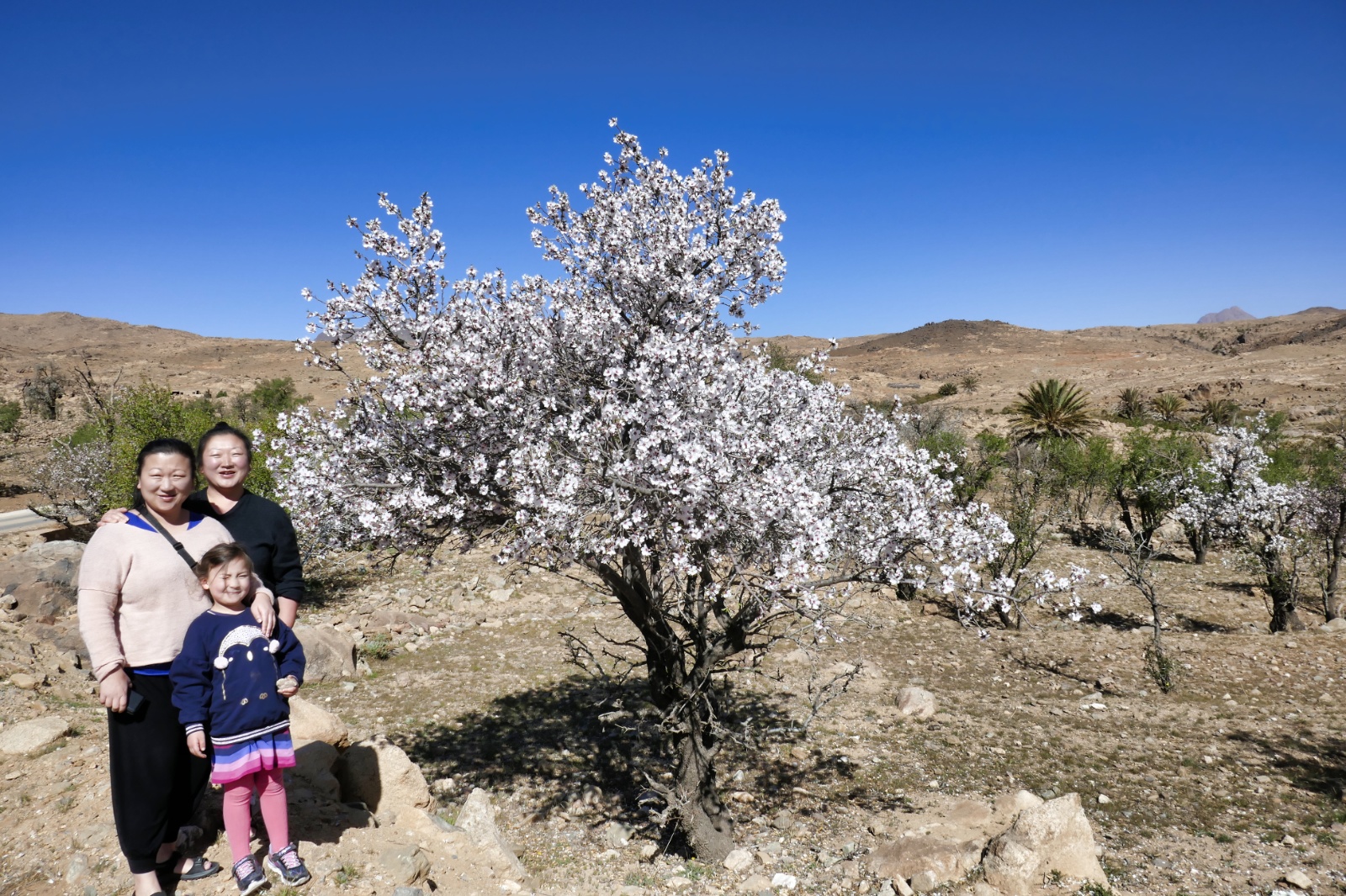 Mandeltræerne blomstrer