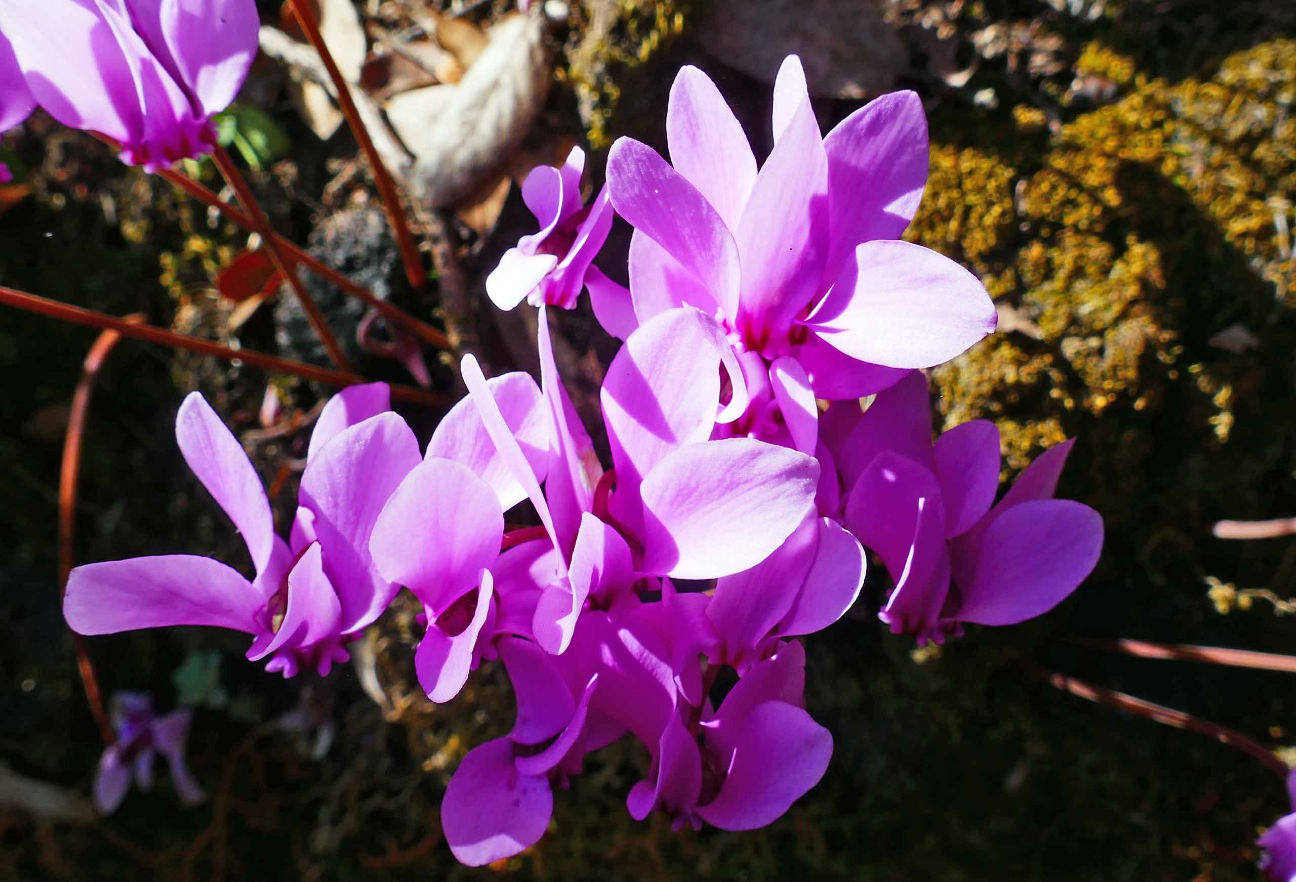Blomster