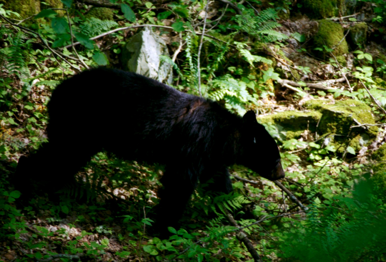 Smokey National Park, Tennessee