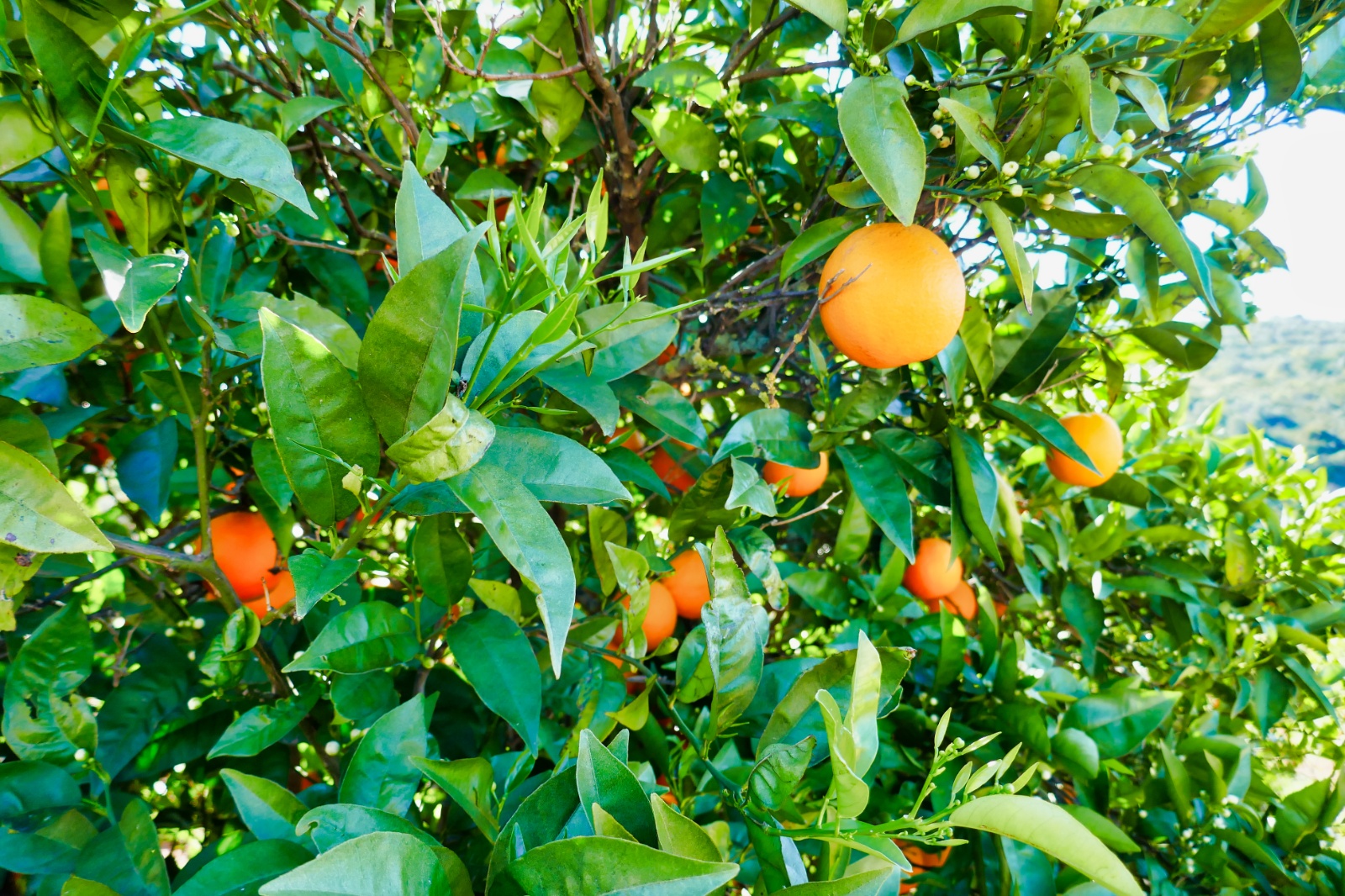 Appelsiner