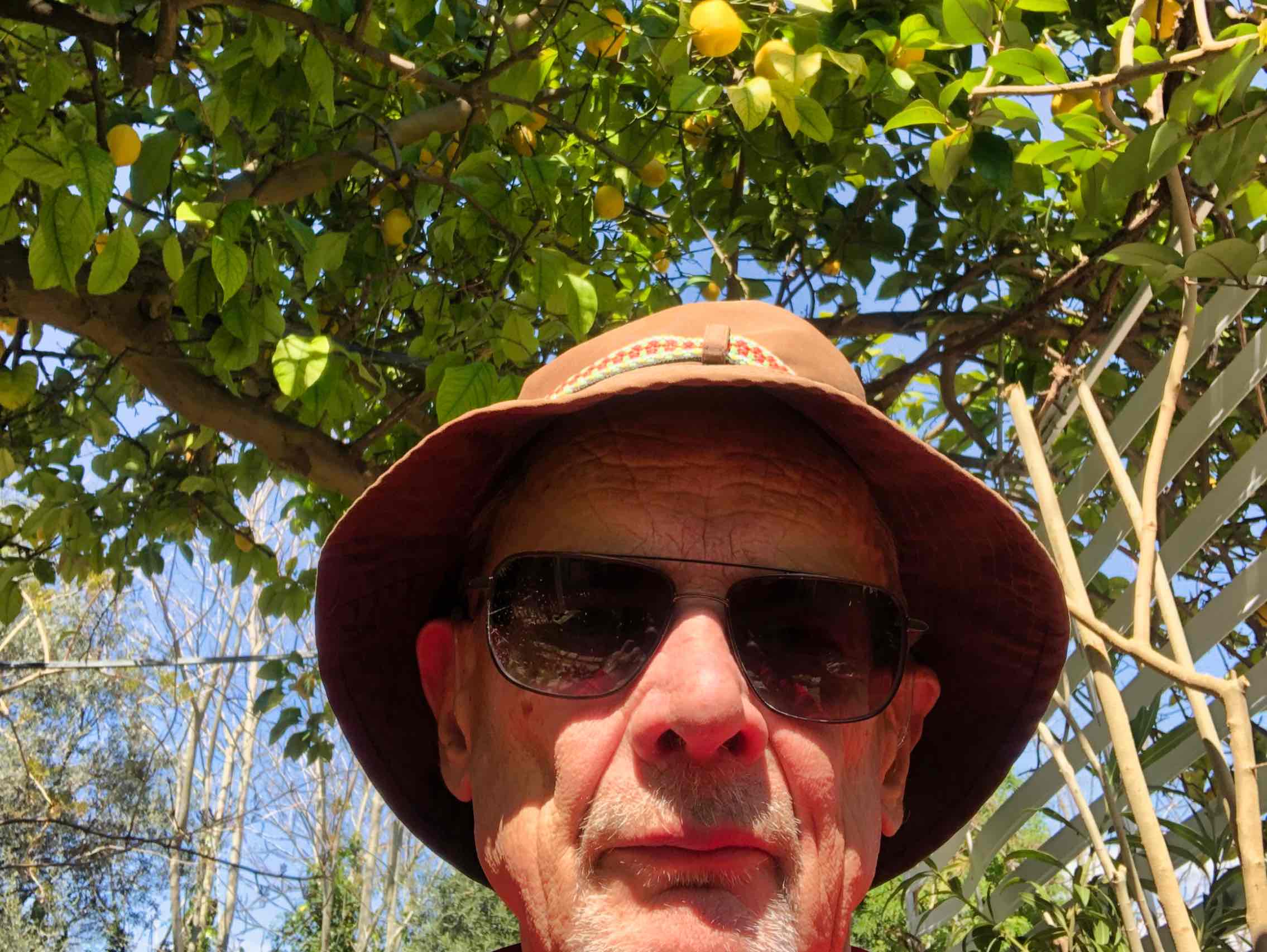 Selfie under citrontræet