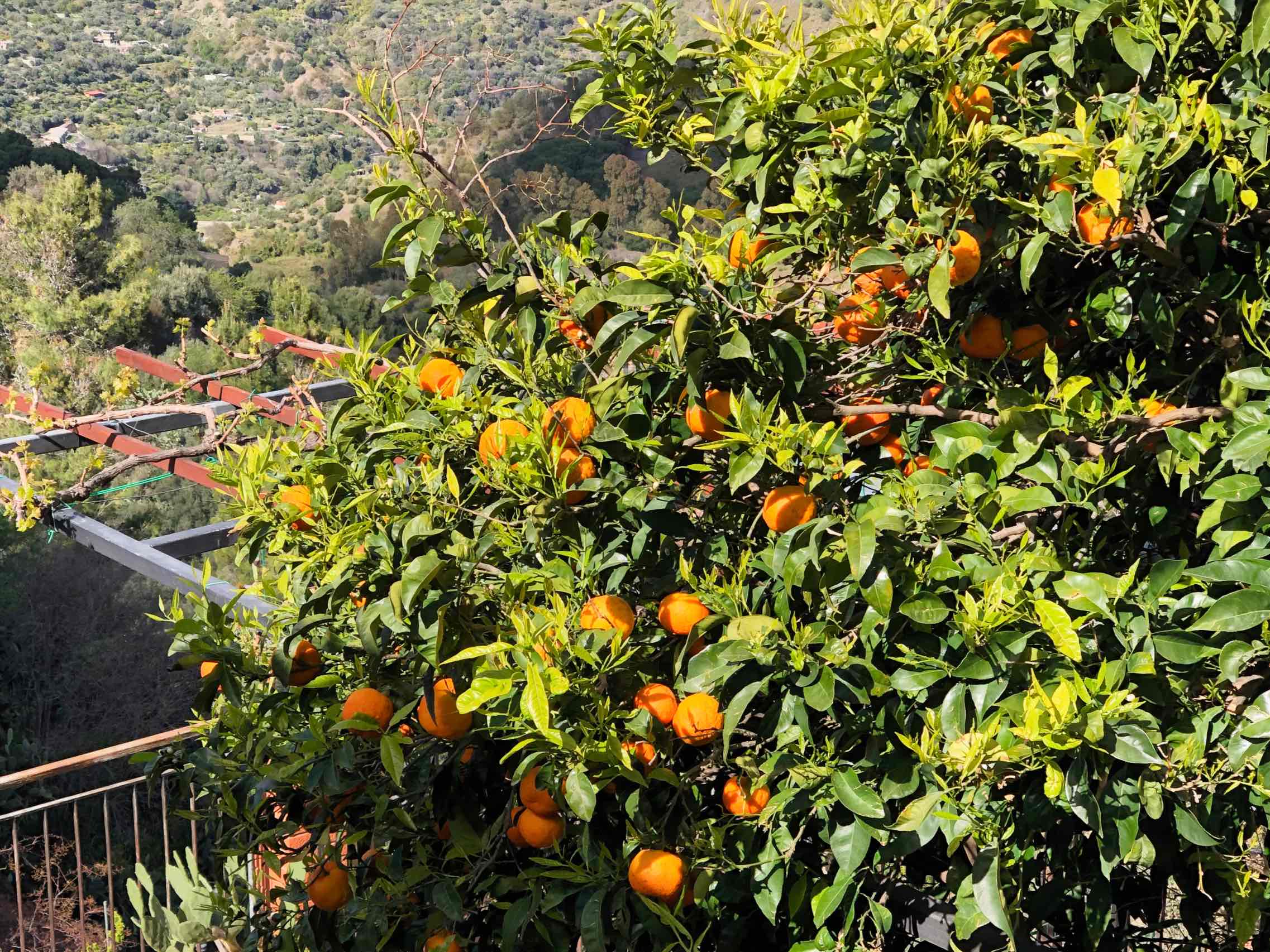 Appelsiner