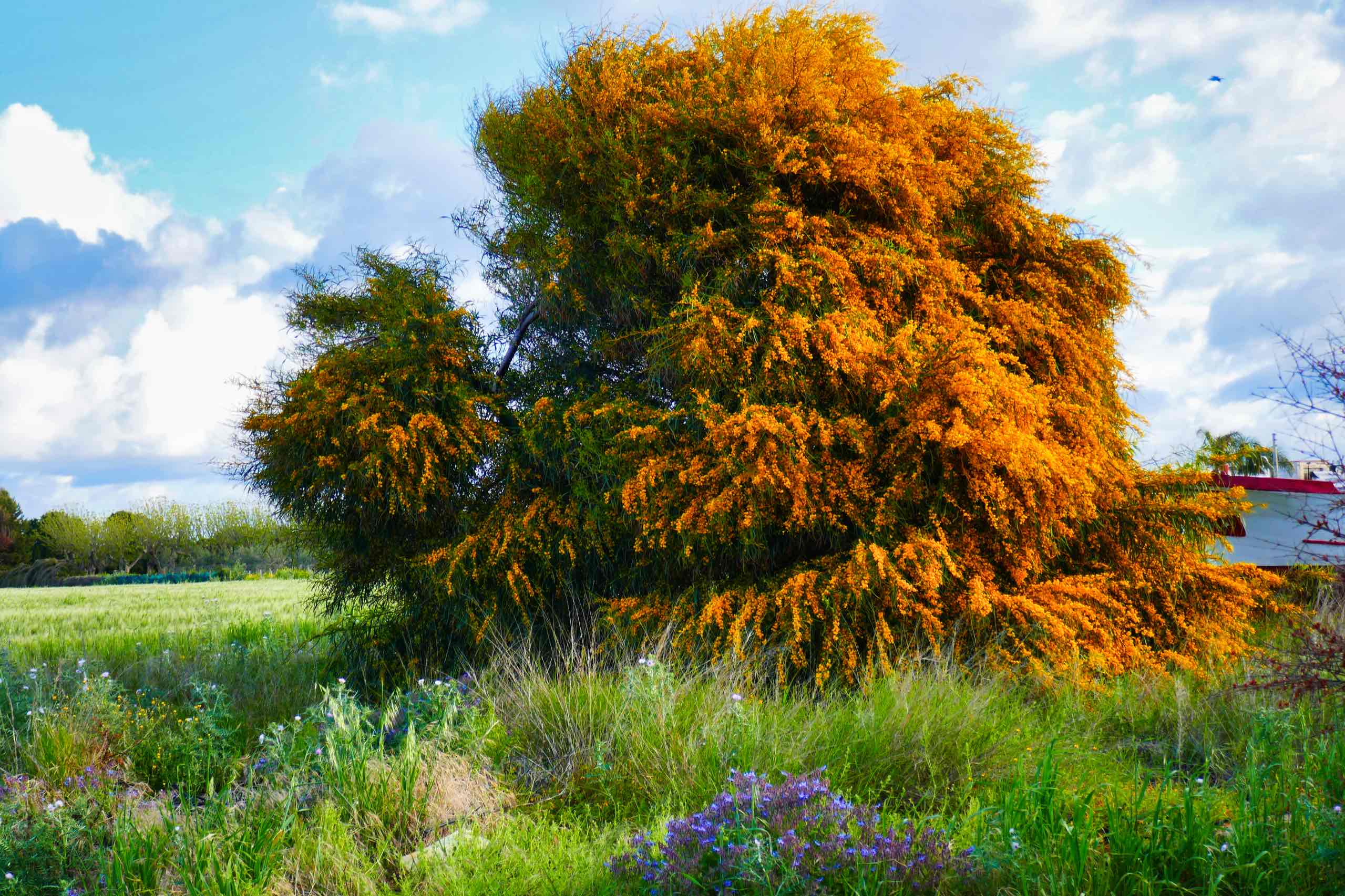 Mimoser