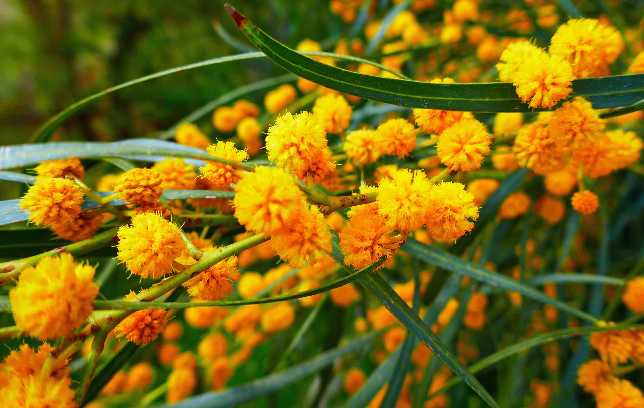 Mimoser