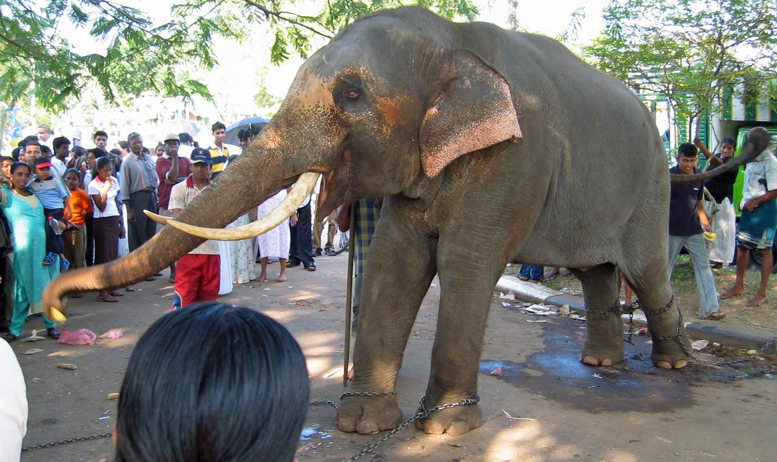Elefant