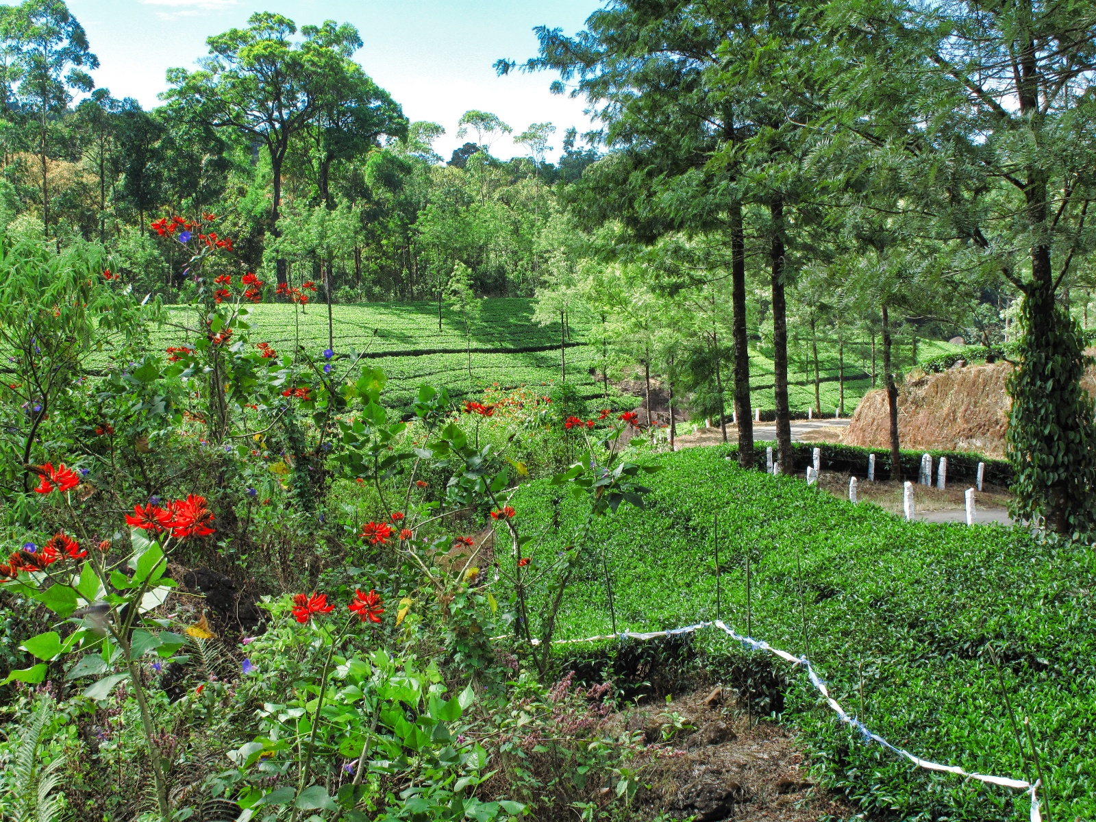 Munnar