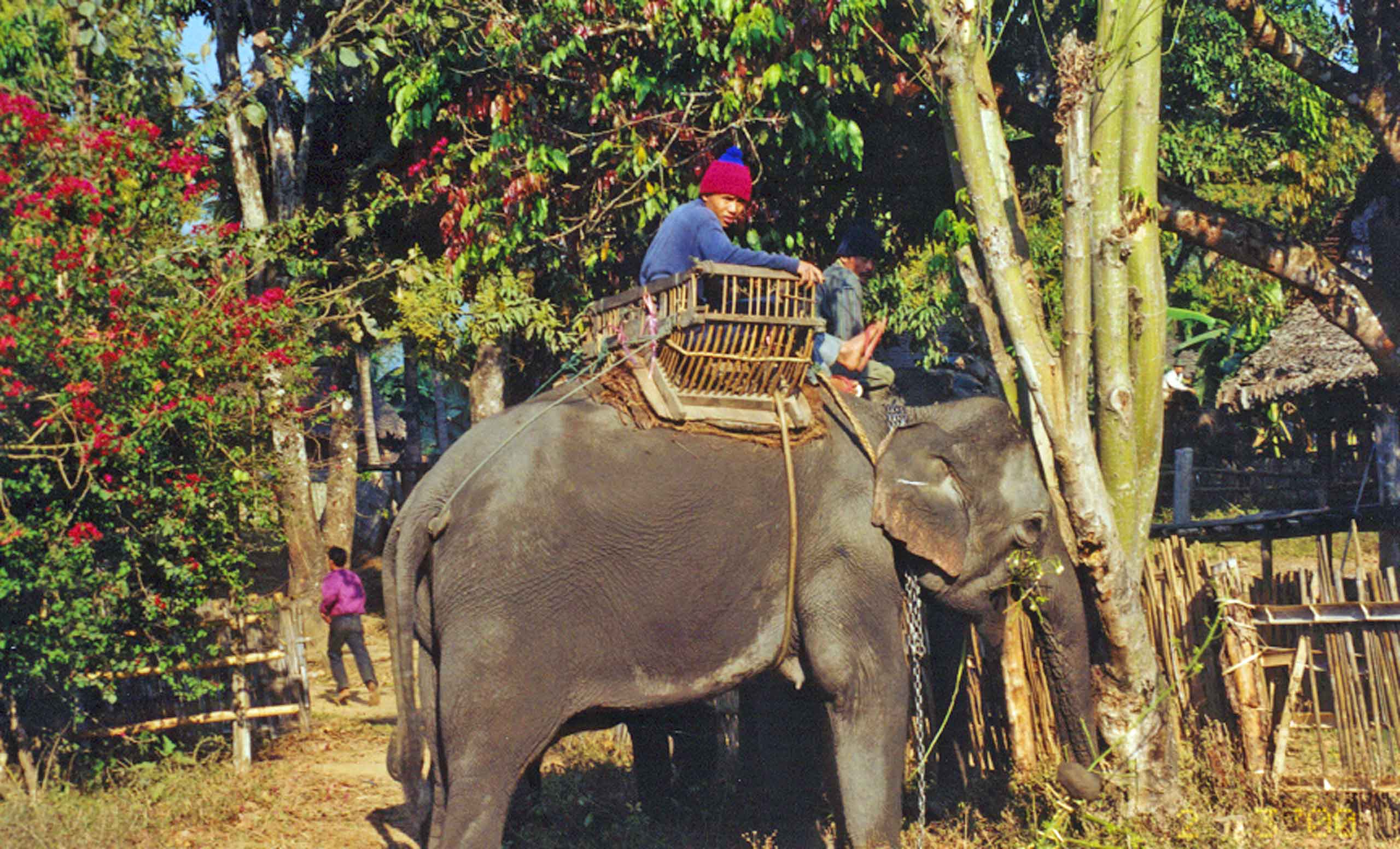 Elefanter