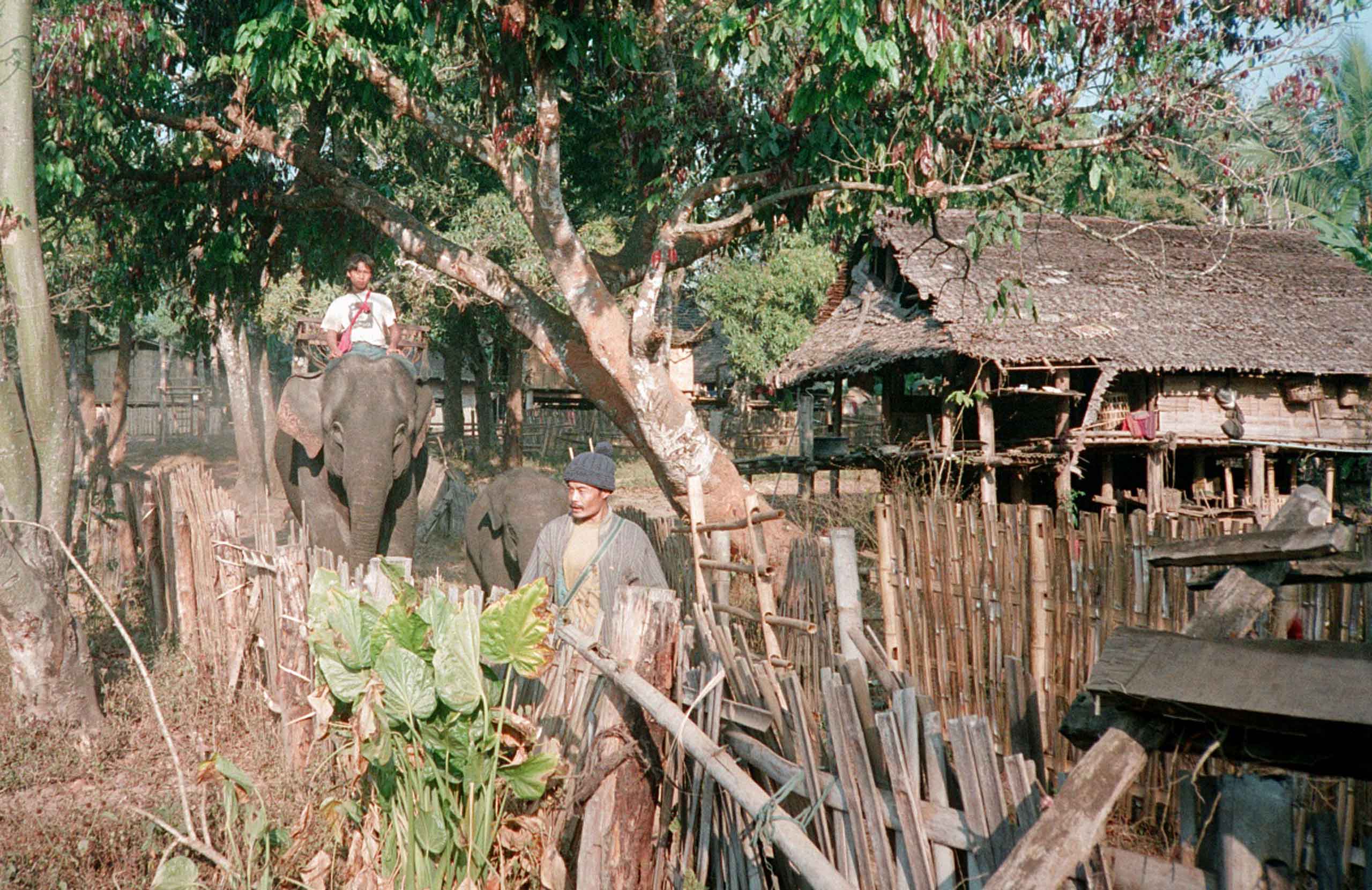 Elefant ridt