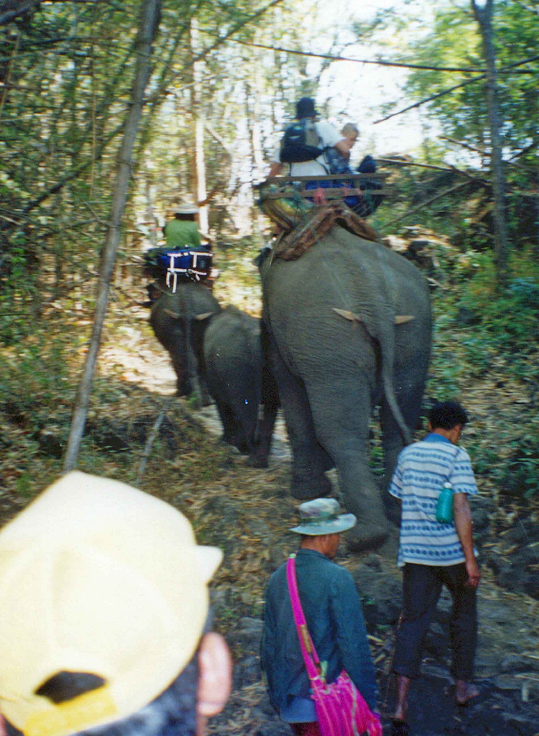 Elefant kortege